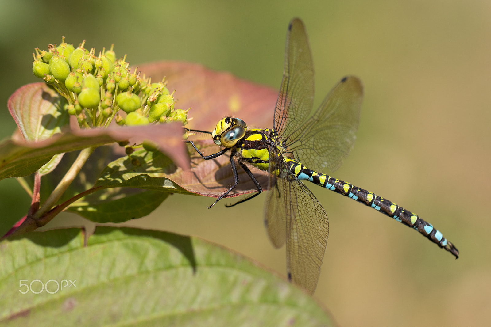 Canon EF 100mm F2.8L Macro IS USM sample photo. Southern hawker - aeshna cyanea photography