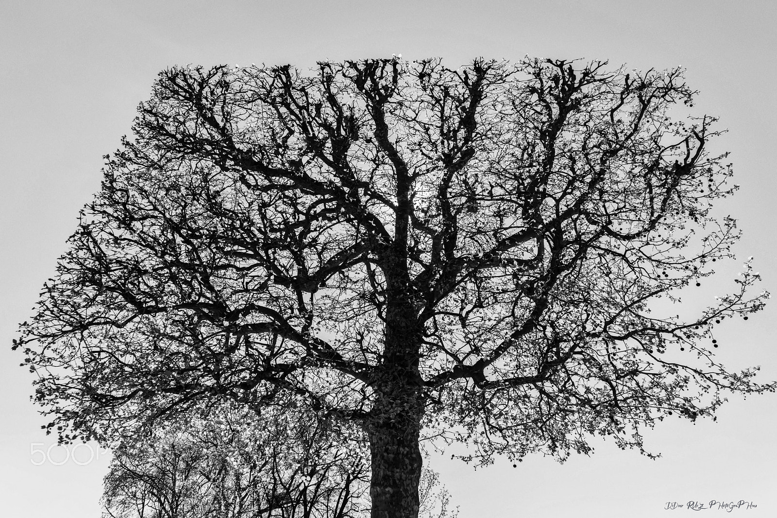 Sony SLT-A77 + Sigma 10-20mm F3.5 EX DC HSM sample photo. Arbre géométrique photography