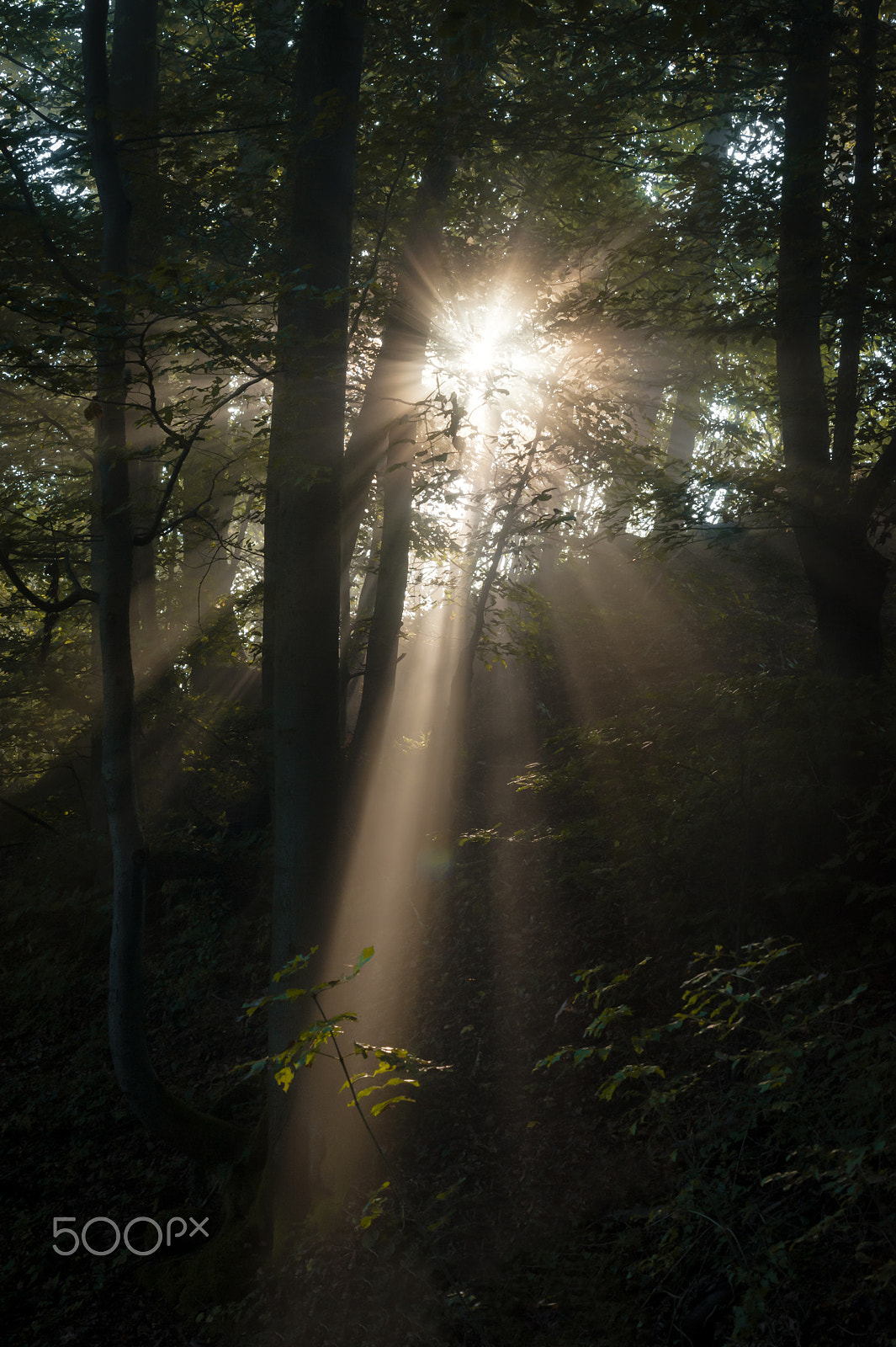 Nikon D700 sample photo. Morning woods photography