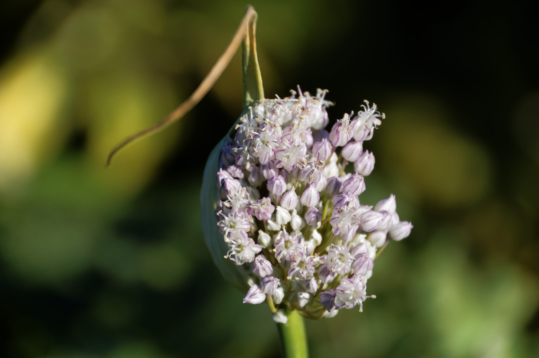 Pentax K-3 II + Pentax smc DA 18-270mm F3.5-6.3 ED SDM sample photo. Leek flower photography