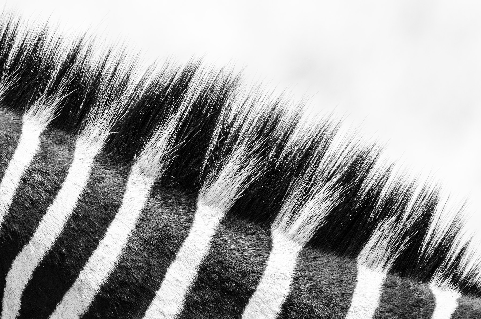 Nikon D7000 sample photo. Zebra detail photography