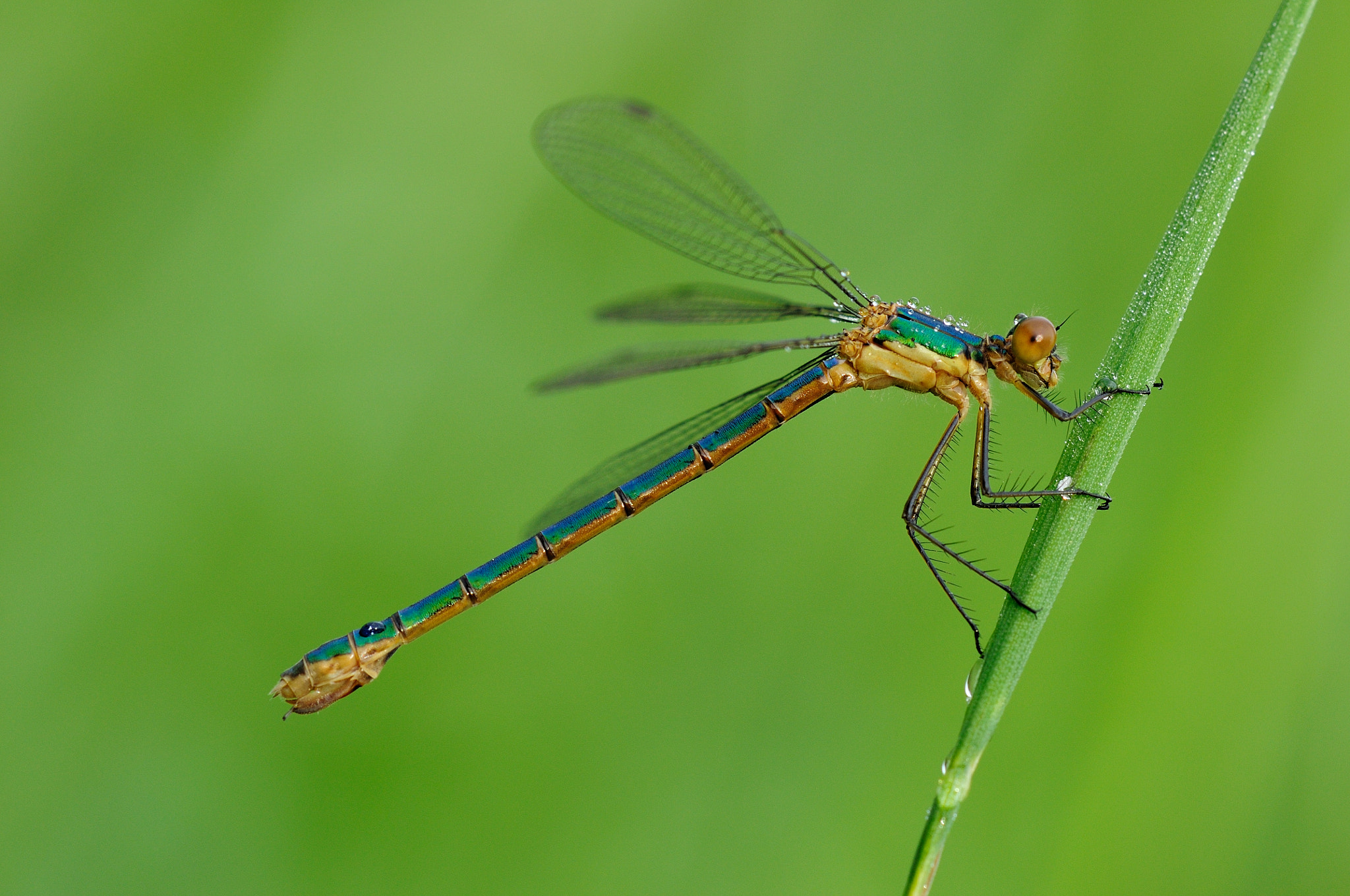 Nikon D90 + Nikon AF Micro-Nikkor 200mm F4D ED-IF sample photo. Gemeine teichjungfer (lestes sponsa) photography