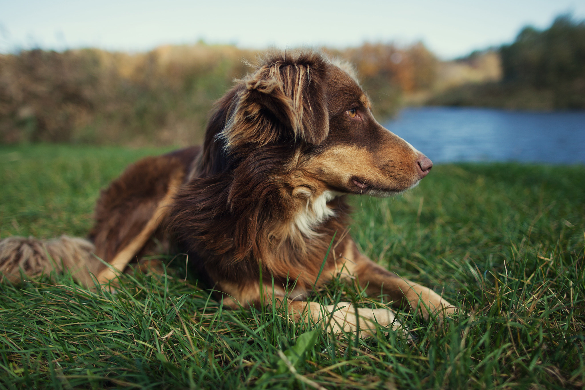 Canon EOS-1D Mark II sample photo. Dog resting on grass photography