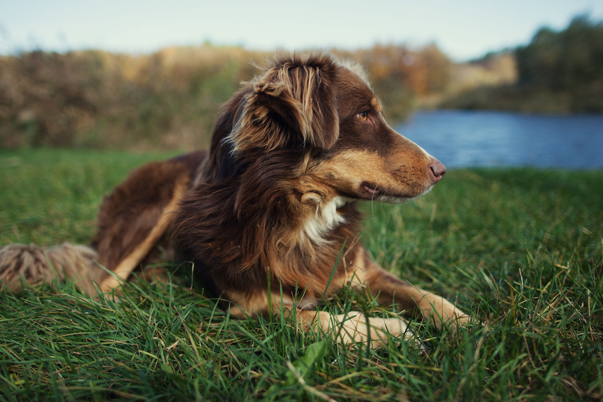 Canon EF 24mm F1.4L II USM sample photo. Dog resting on grass photography