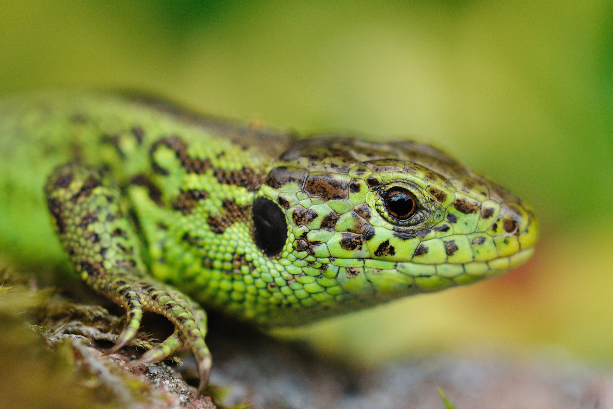 Nikon D90 + Nikon AF Micro-Nikkor 200mm F4D ED-IF sample photo. Zauneidechse (lacerta agilis) photography