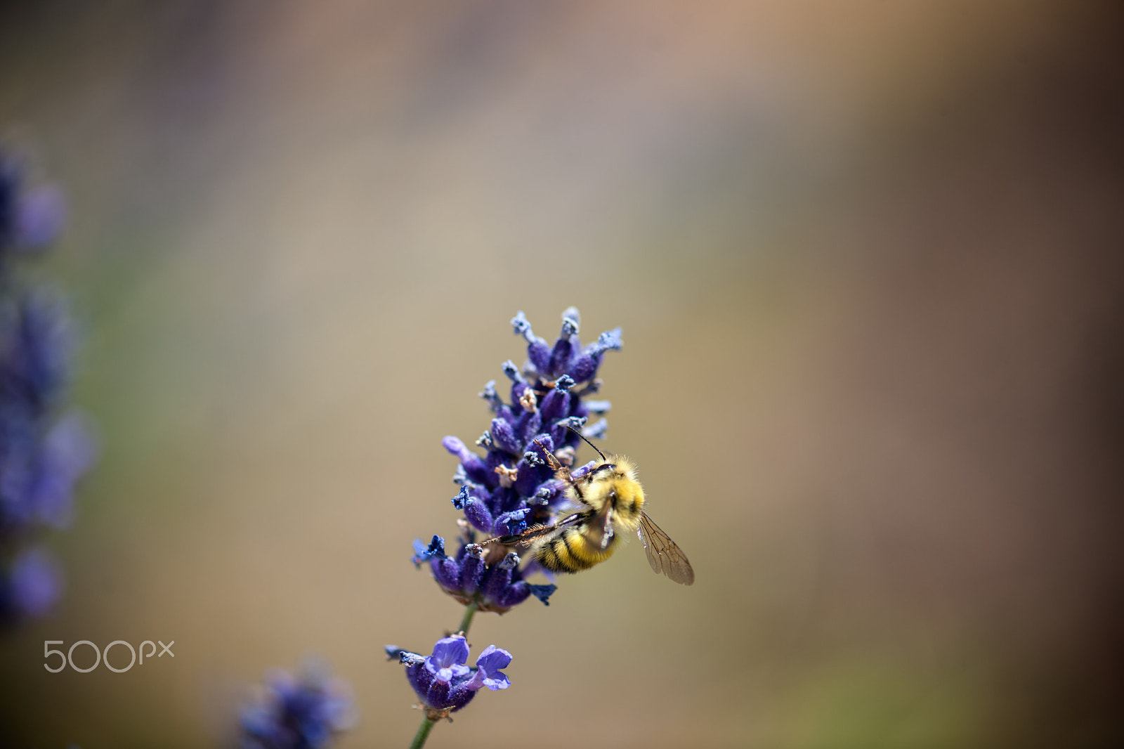Nikon D3X sample photo. Yellow bumblebee photography