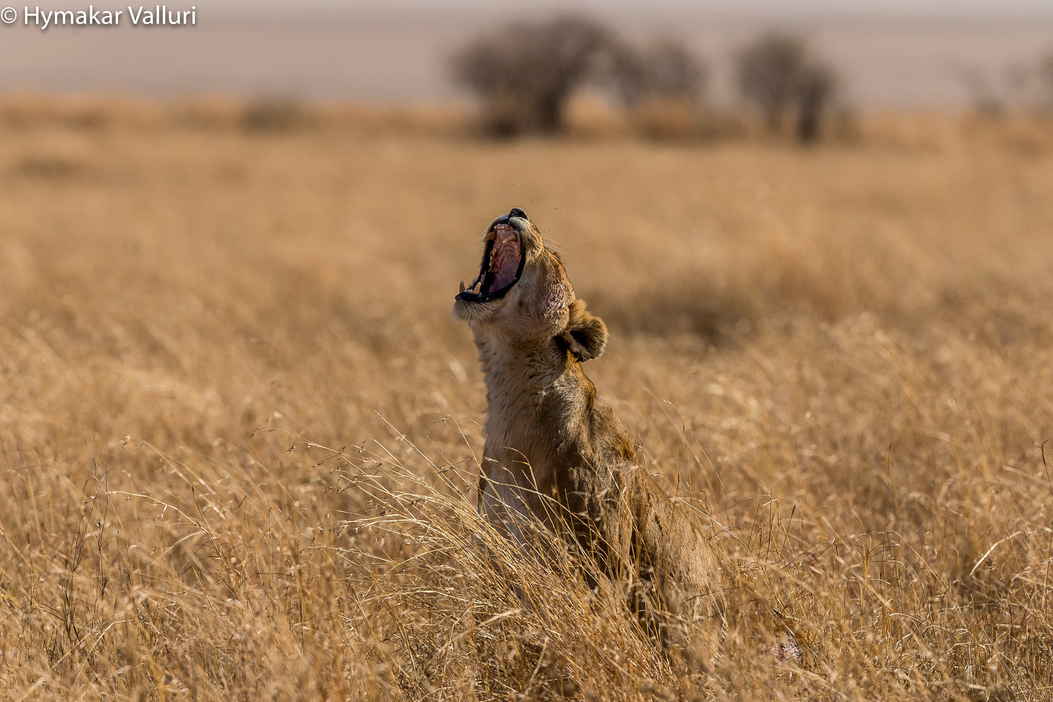 Canon EF 500mm F4L IS II USM sample photo. Lion photography