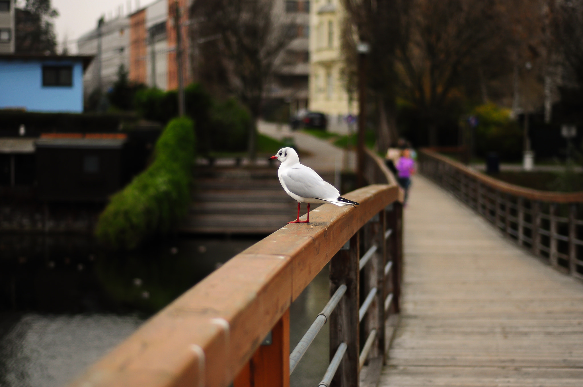 Nikon AF Nikkor 50mm F1.8D sample photo. Birdie photography