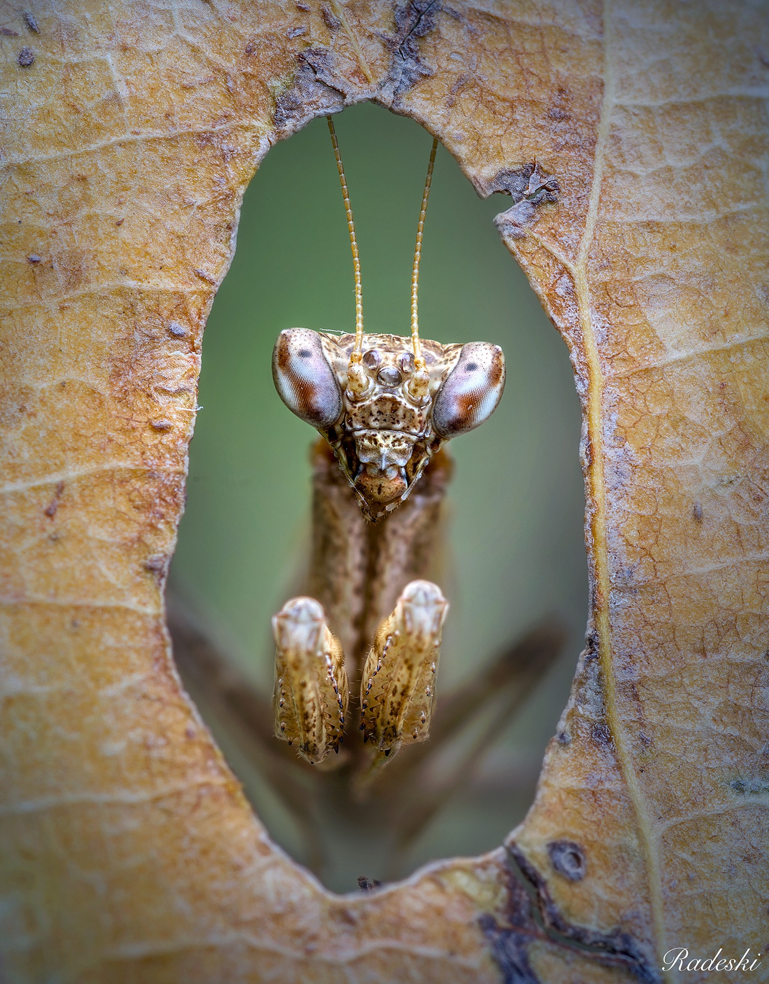 Nikon D800E + Nikon AF Micro-Nikkor 60mm F2.8D sample photo. Predator photography