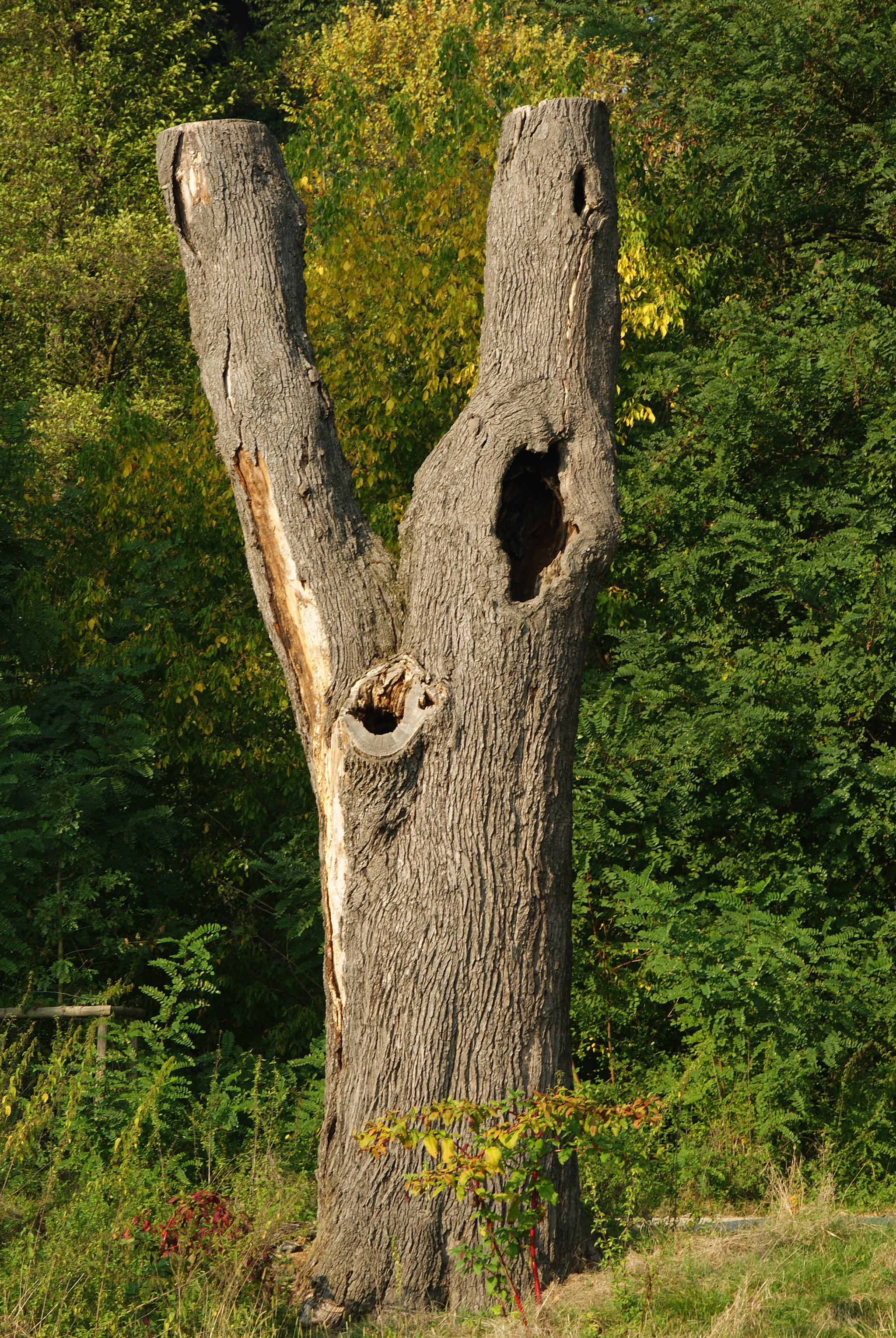 Sony Alpha DSLR-A230 + Tokina EMZ M100 AF 100mm F3.5 sample photo. Autumn part 1 photography