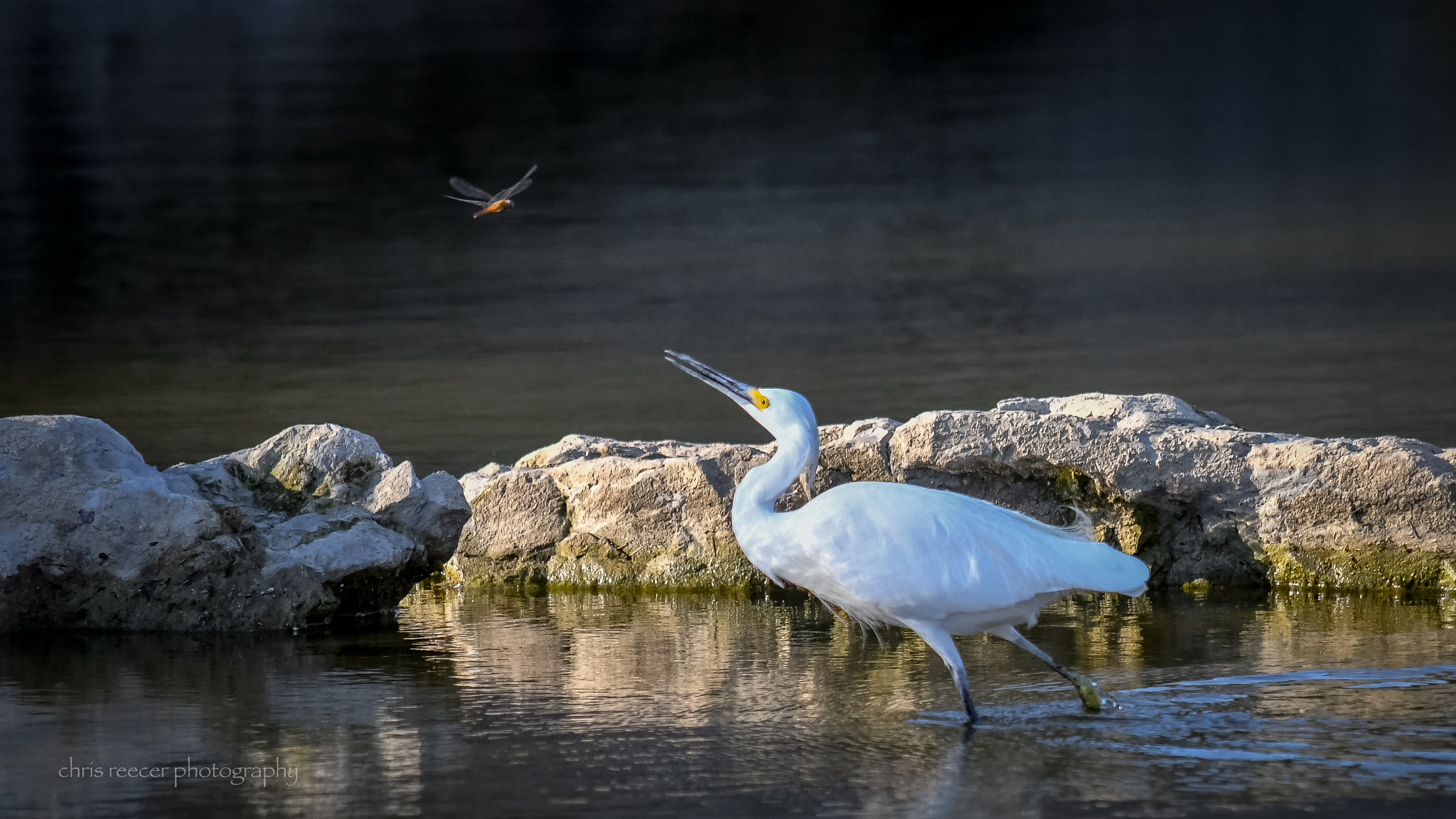 Nikon D500 sample photo. Egret and dragonfly photography