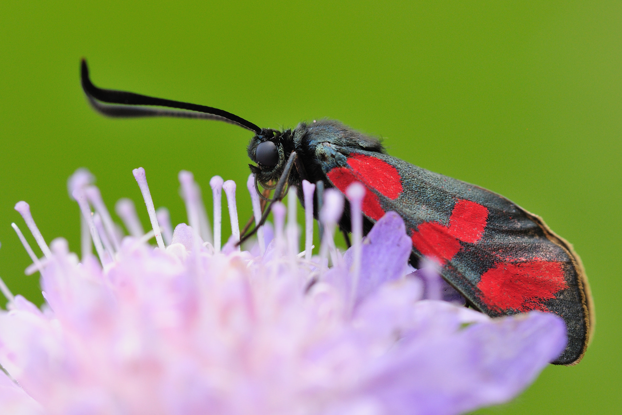 Nikon D90 + Nikon AF Micro-Nikkor 200mm F4D ED-IF sample photo. Blutströpfchen photography