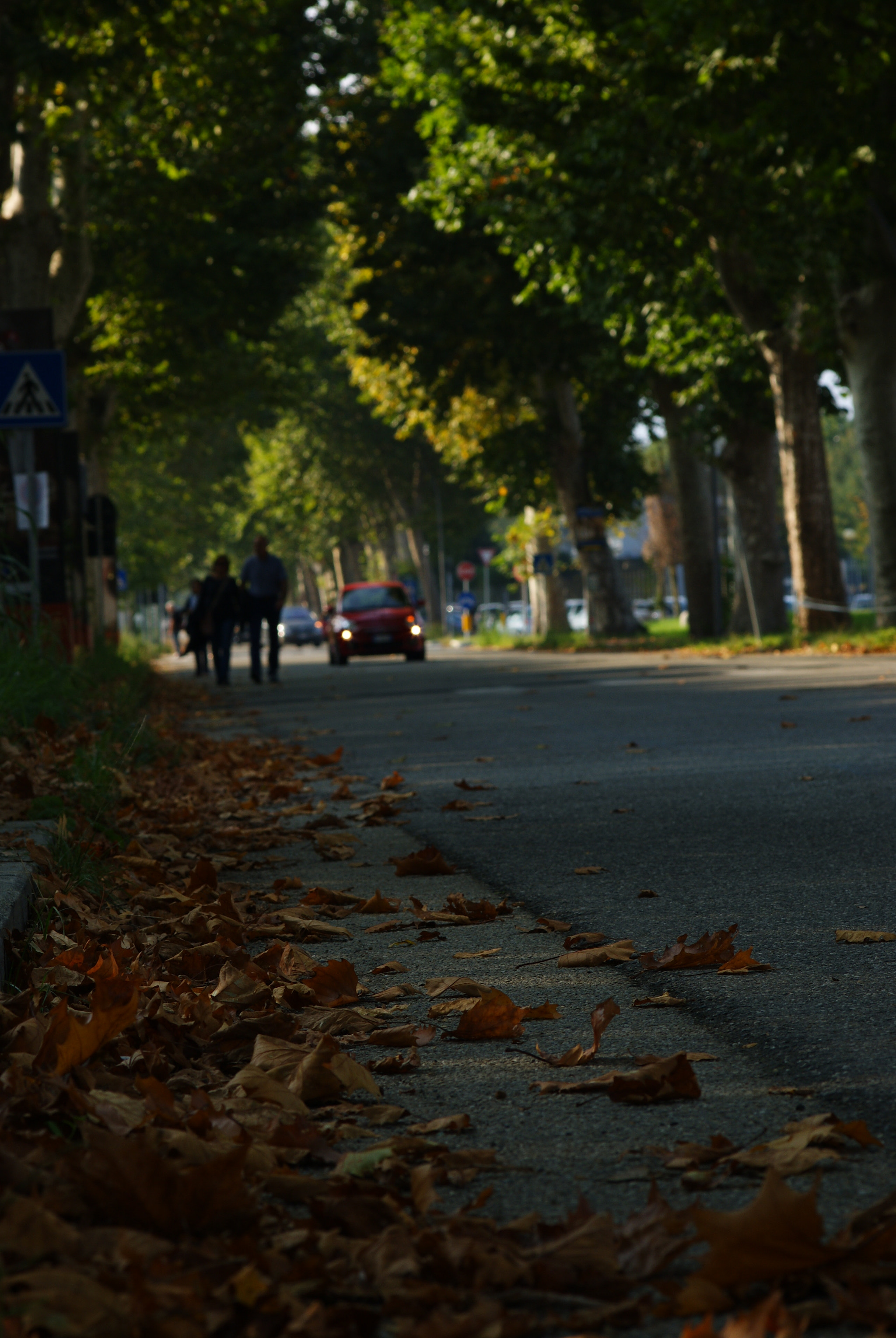 Sony Alpha DSLR-A230 sample photo. Autumn part 2 photography