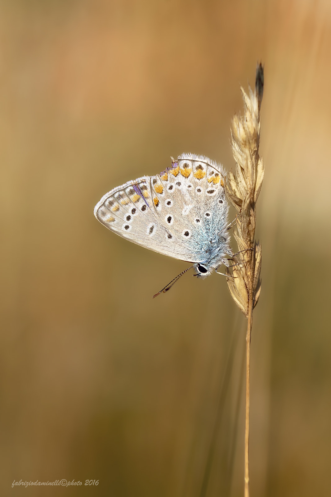 Canon EF 100mm F2.8L Macro IS USM sample photo. Polyommatus icarus photography