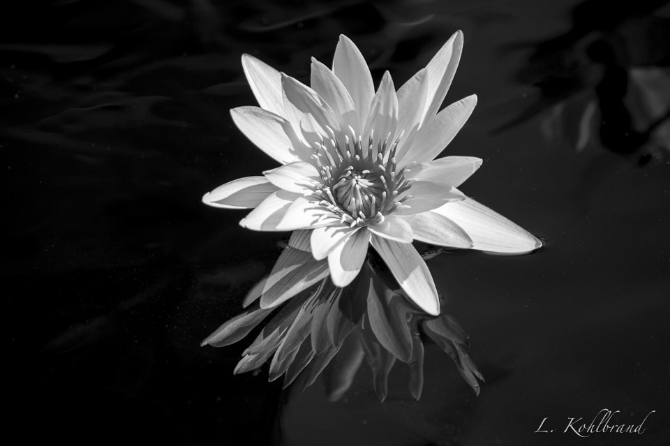 Nikon D3 sample photo. Water lily photography