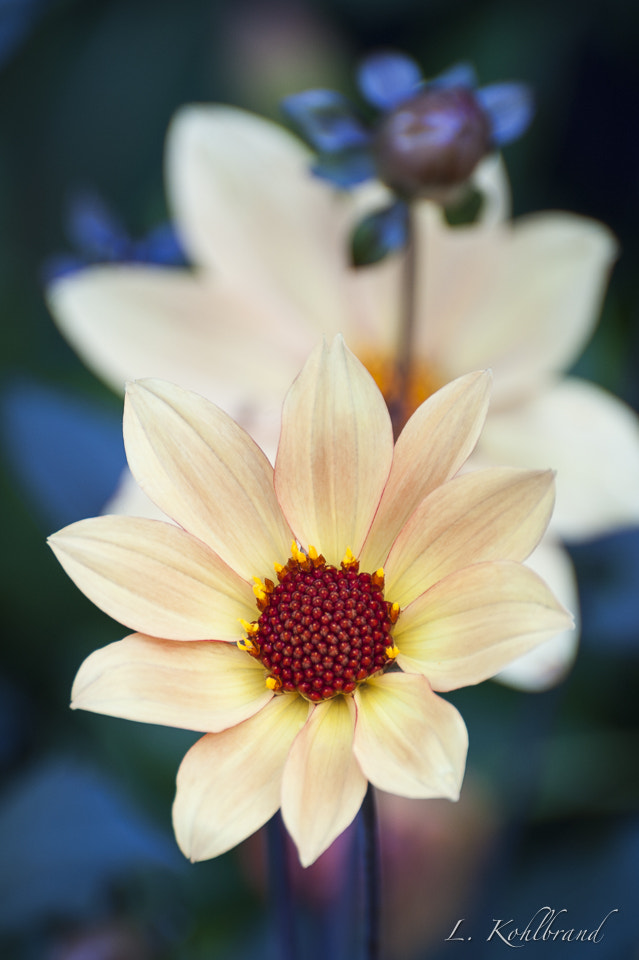 Nikon D3 sample photo. Daisy photography