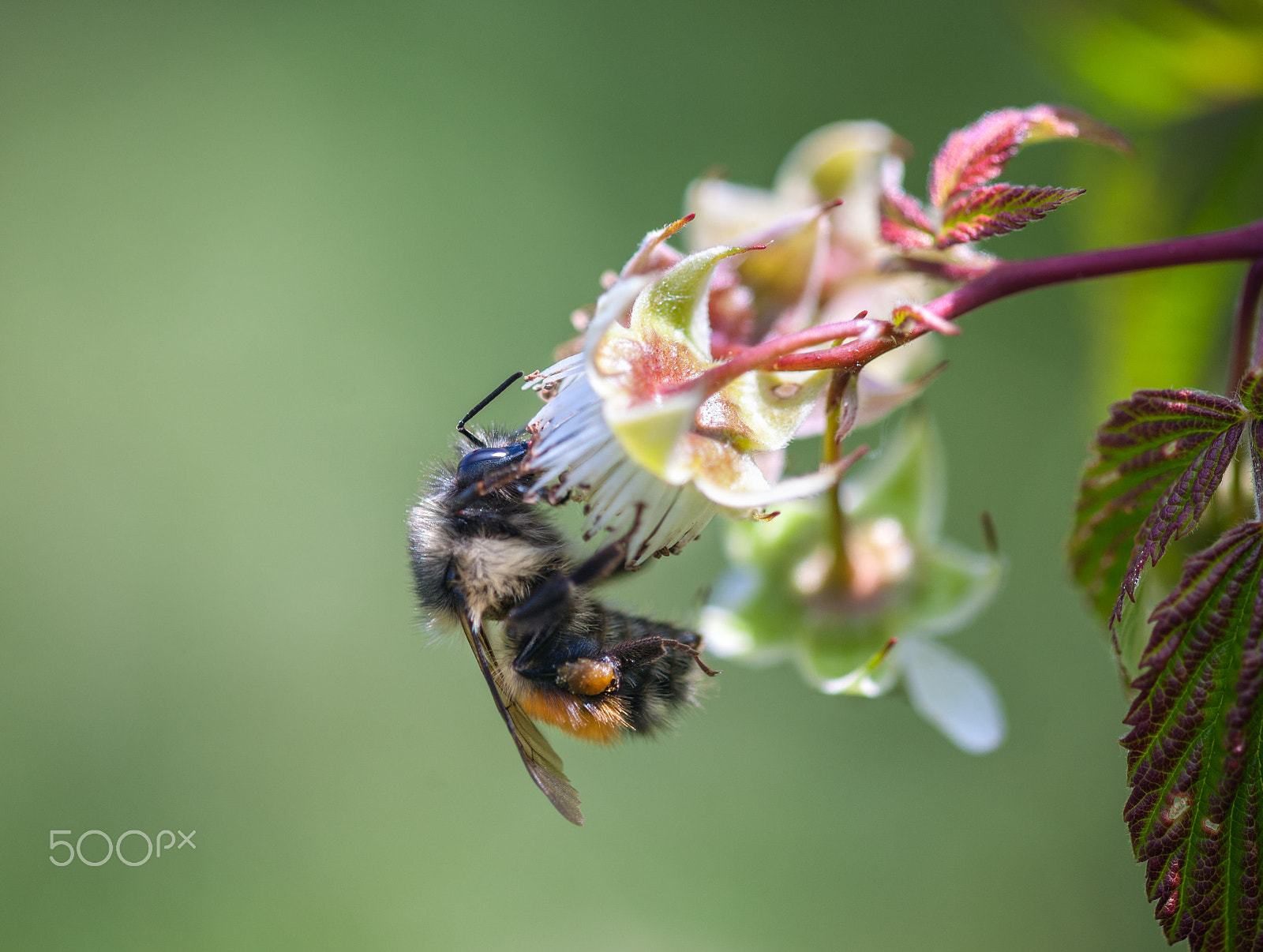 Nikon AF Micro-Nikkor 200mm F4D ED-IF sample photo. Raspberry bumblebee photography