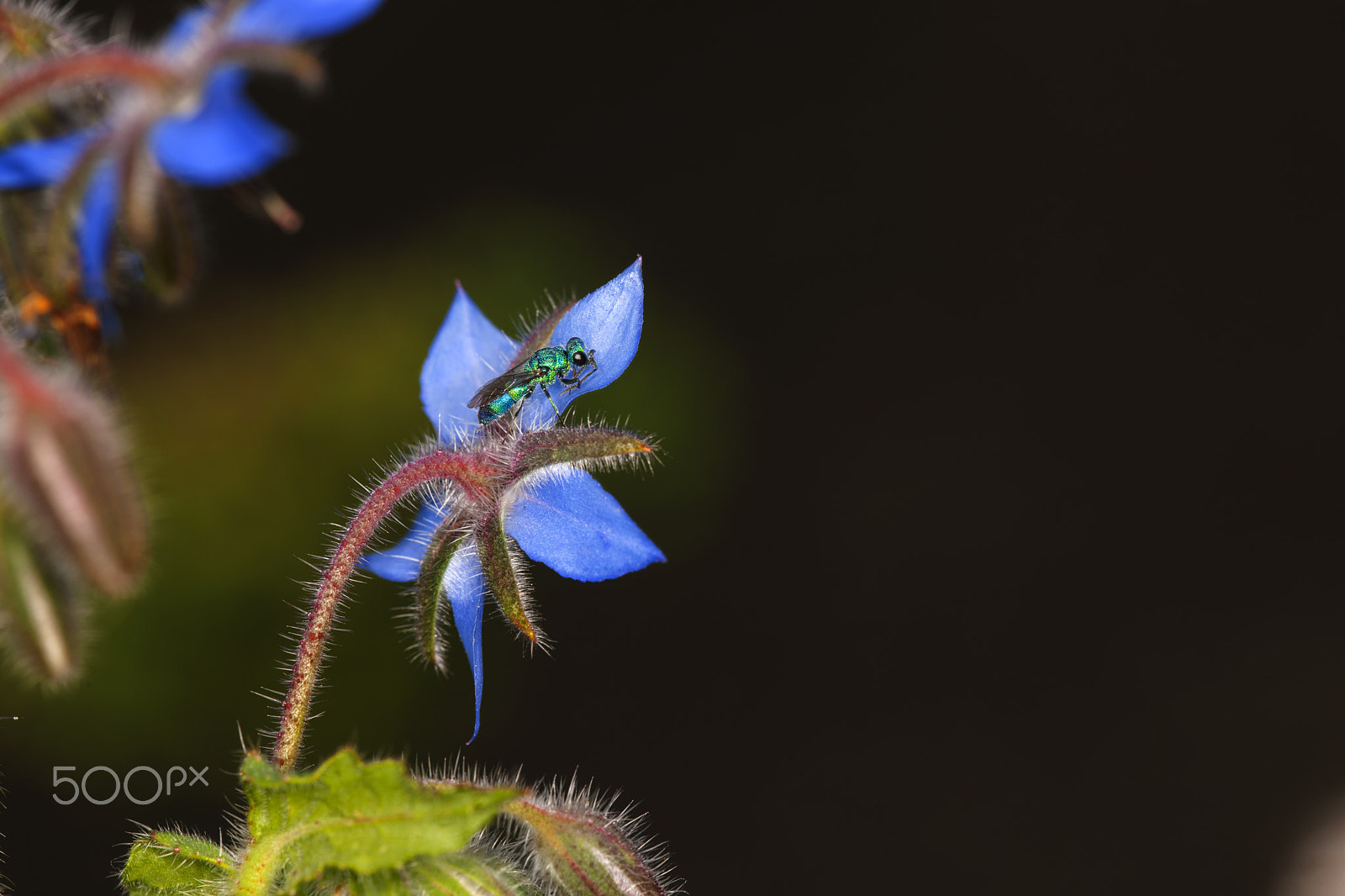 Nikon D3X + Nikon AF Micro-Nikkor 200mm F4D ED-IF sample photo. Cuckoo wasp photography