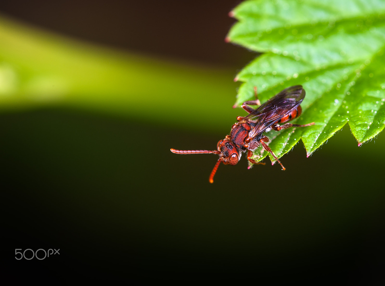 Nikon D3X + Nikon AF Micro-Nikkor 200mm F4D ED-IF sample photo. Nomada articulata photography