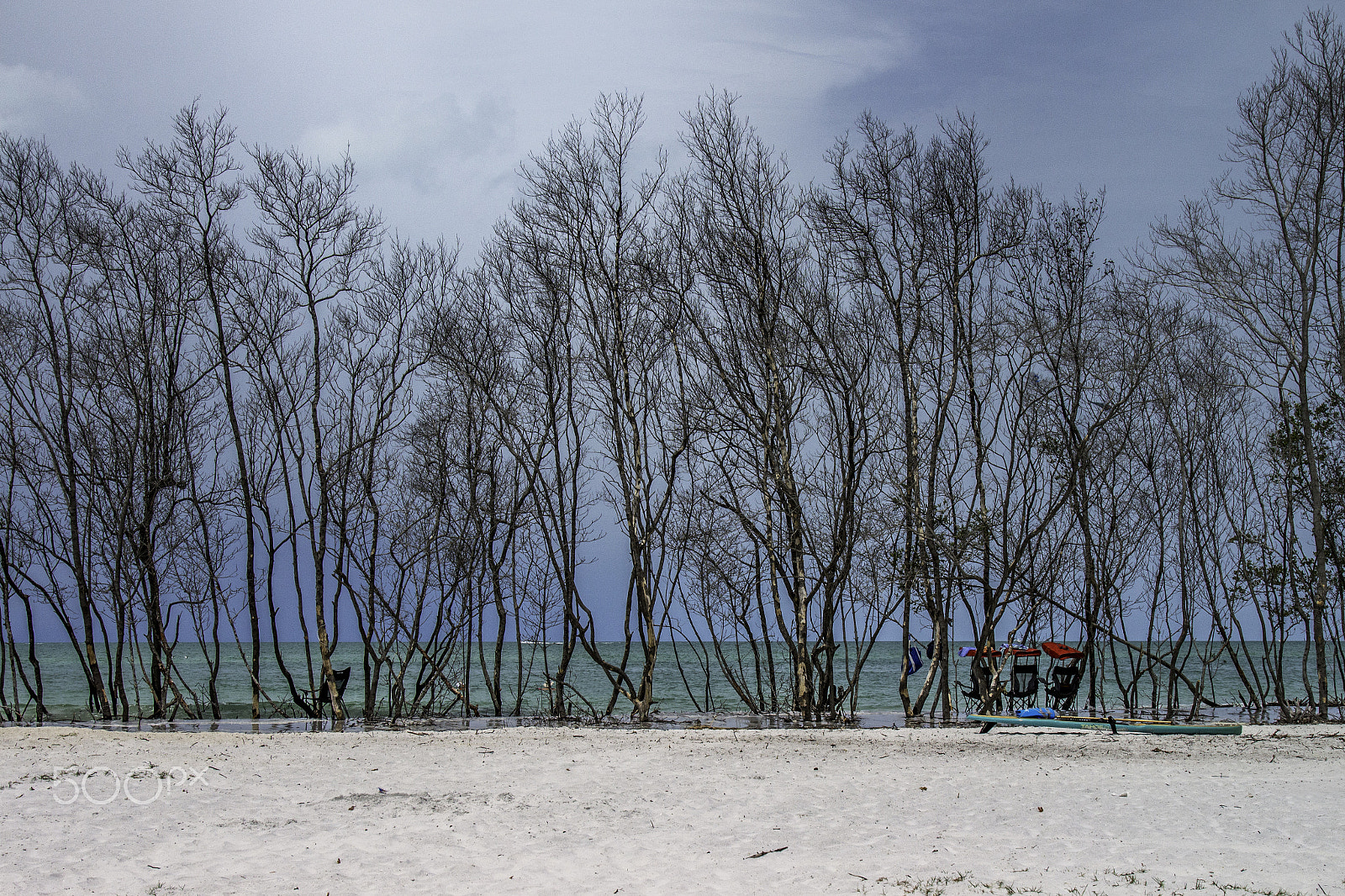 Canon EOS 650D (EOS Rebel T4i / EOS Kiss X6i) sample photo. Trees on the beach photography
