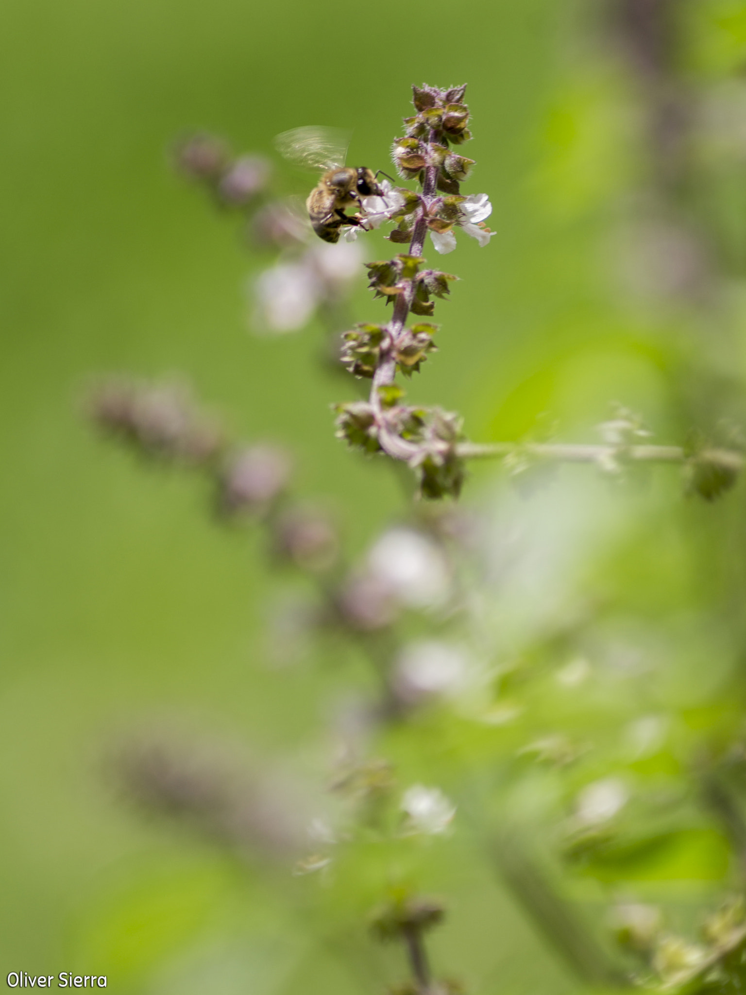 Sony DT 55-200mm F4-5.6 SAM sample photo. Abeja photography