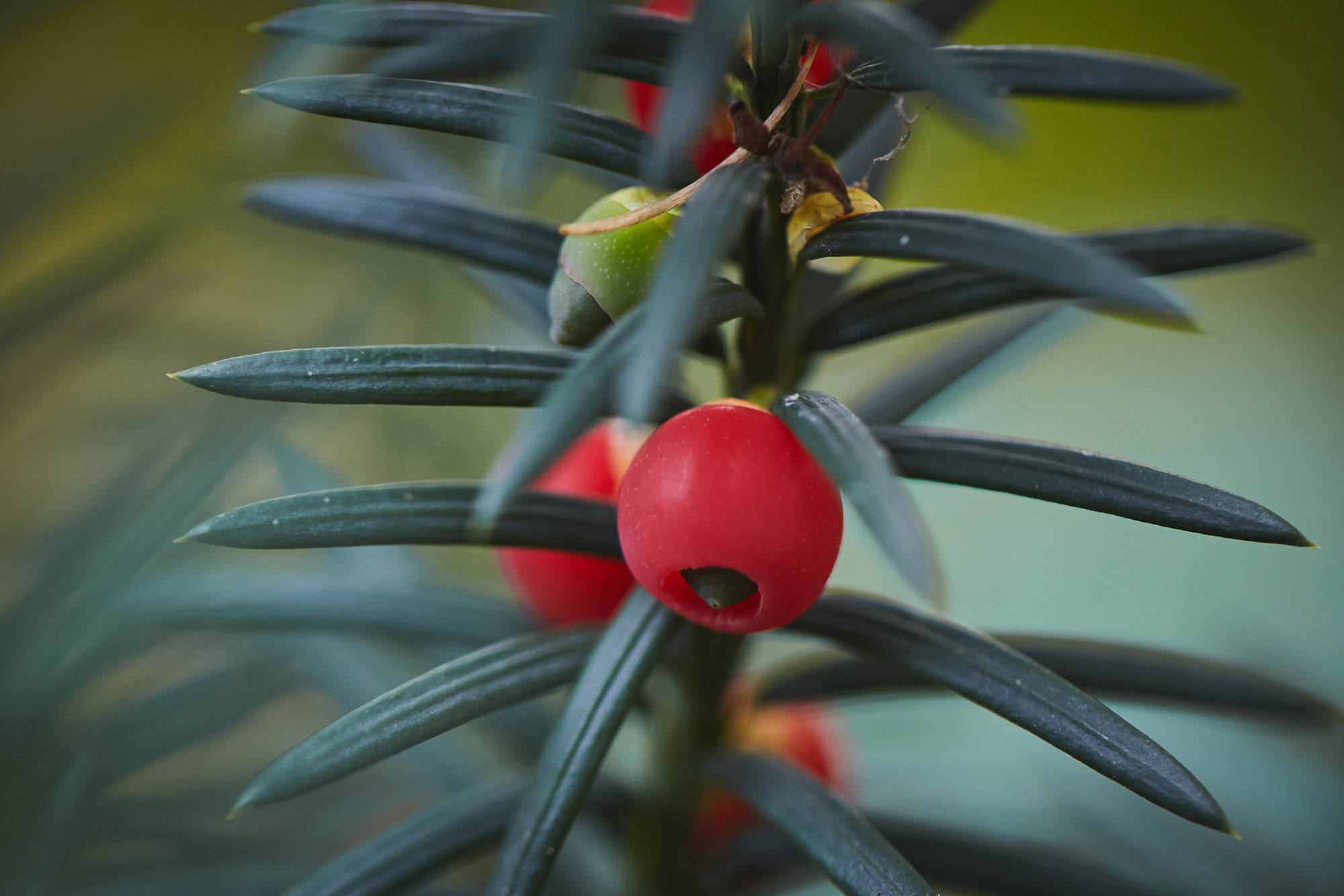 Canon EF 100mm F2.8L Macro IS USM sample photo. Img photography