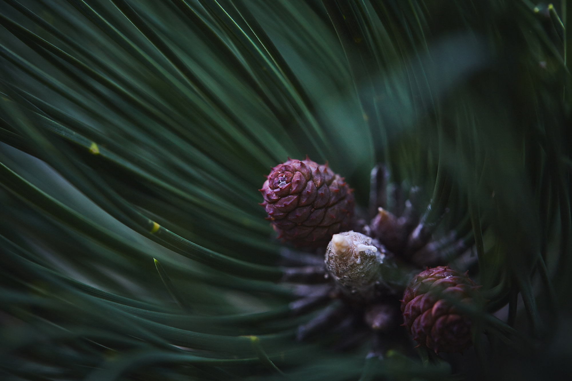Canon EF 100mm F2.8L Macro IS USM sample photo. Img photography