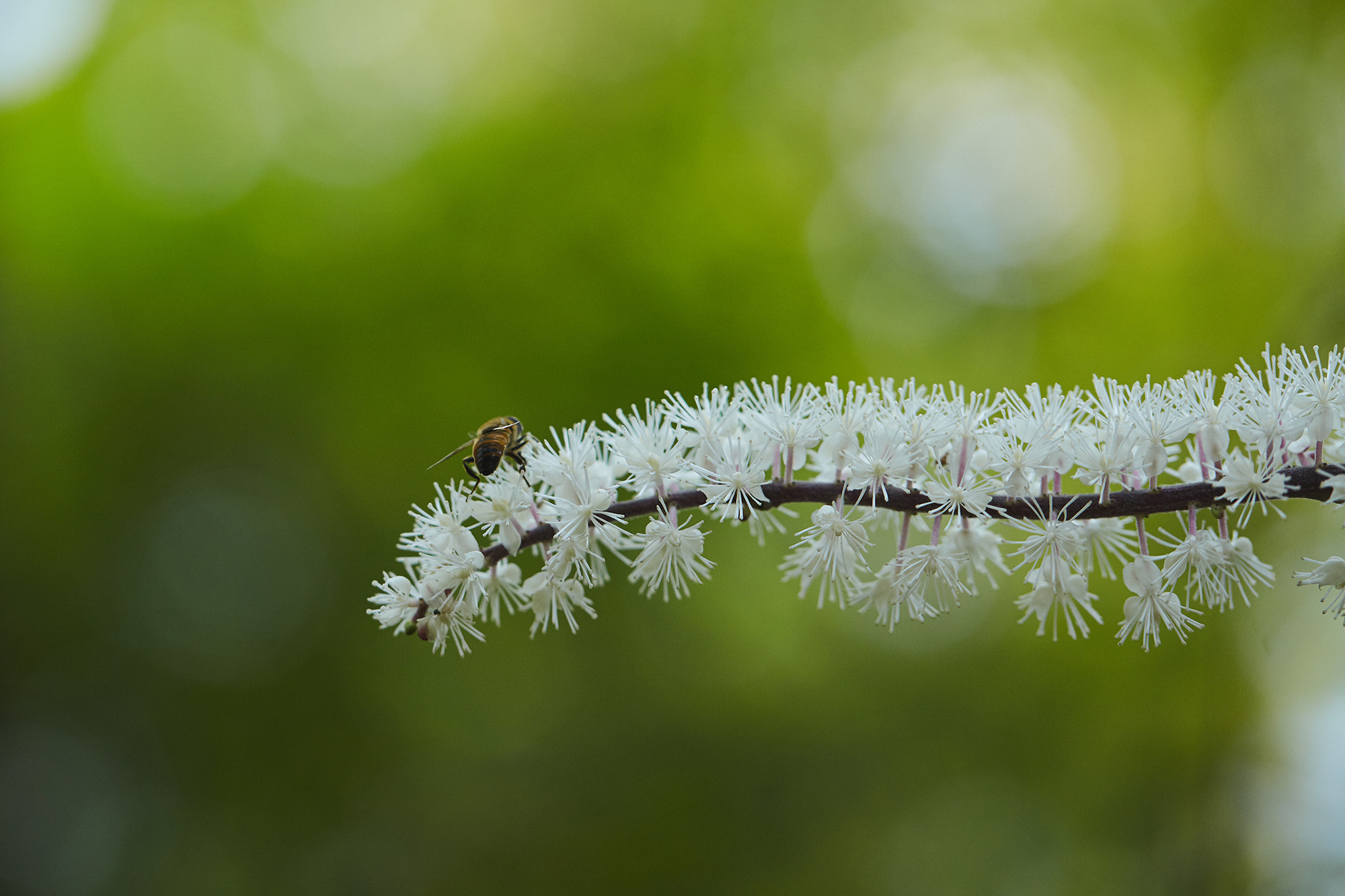 Canon EF 100mm F2.8L Macro IS USM sample photo. Img photography