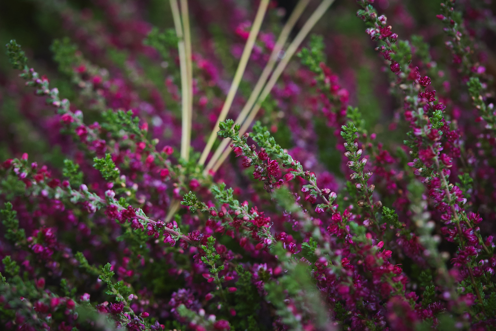 Canon EF 100mm F2.8L Macro IS USM sample photo. Img photography