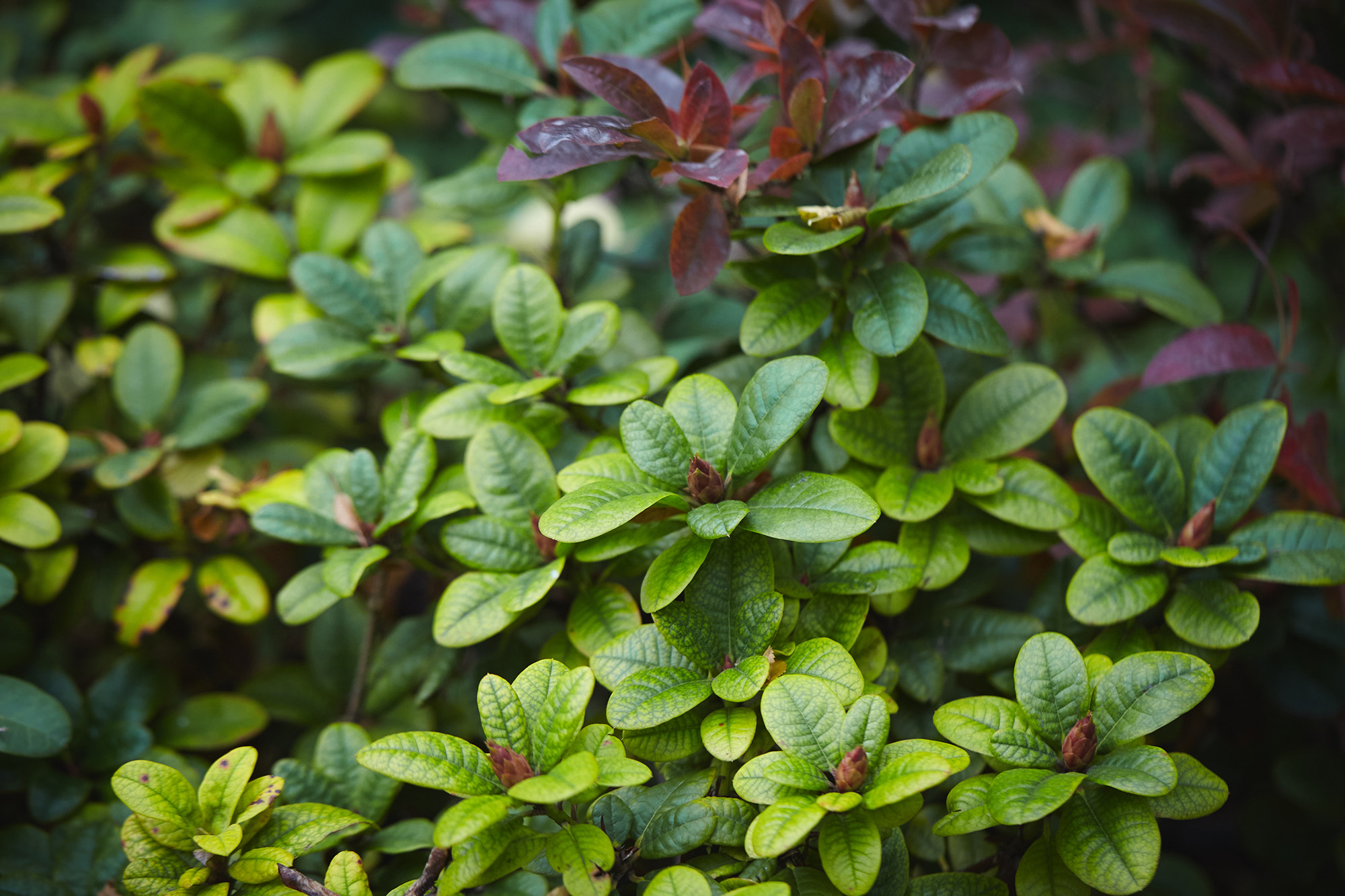 Canon EF 100mm F2.8L Macro IS USM sample photo. Img photography