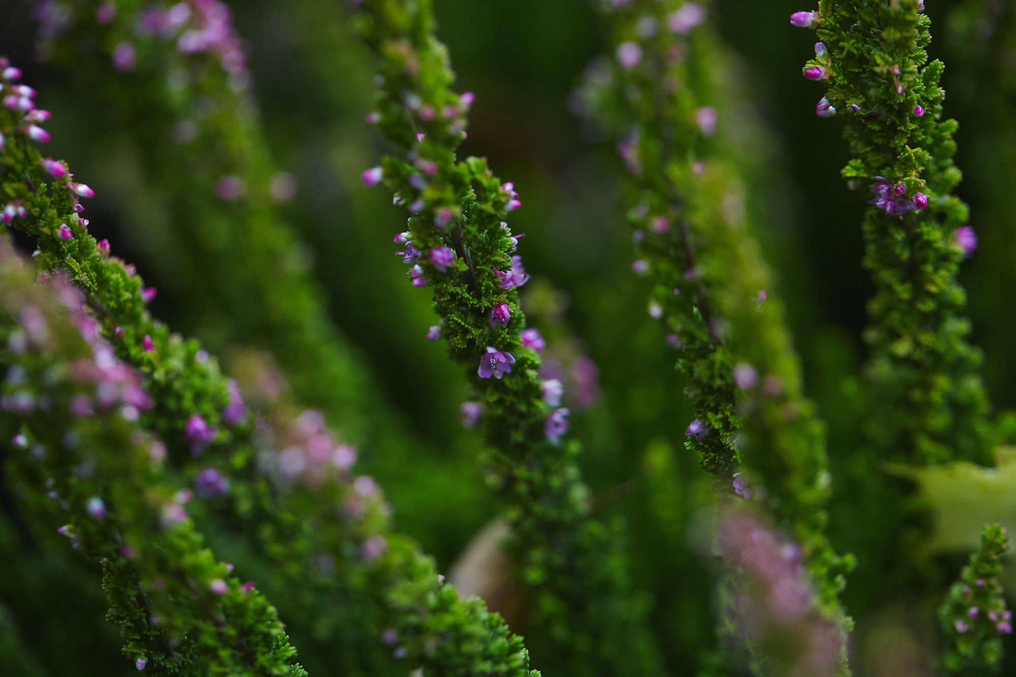 Canon EF 100mm F2.8L Macro IS USM sample photo. Img photography
