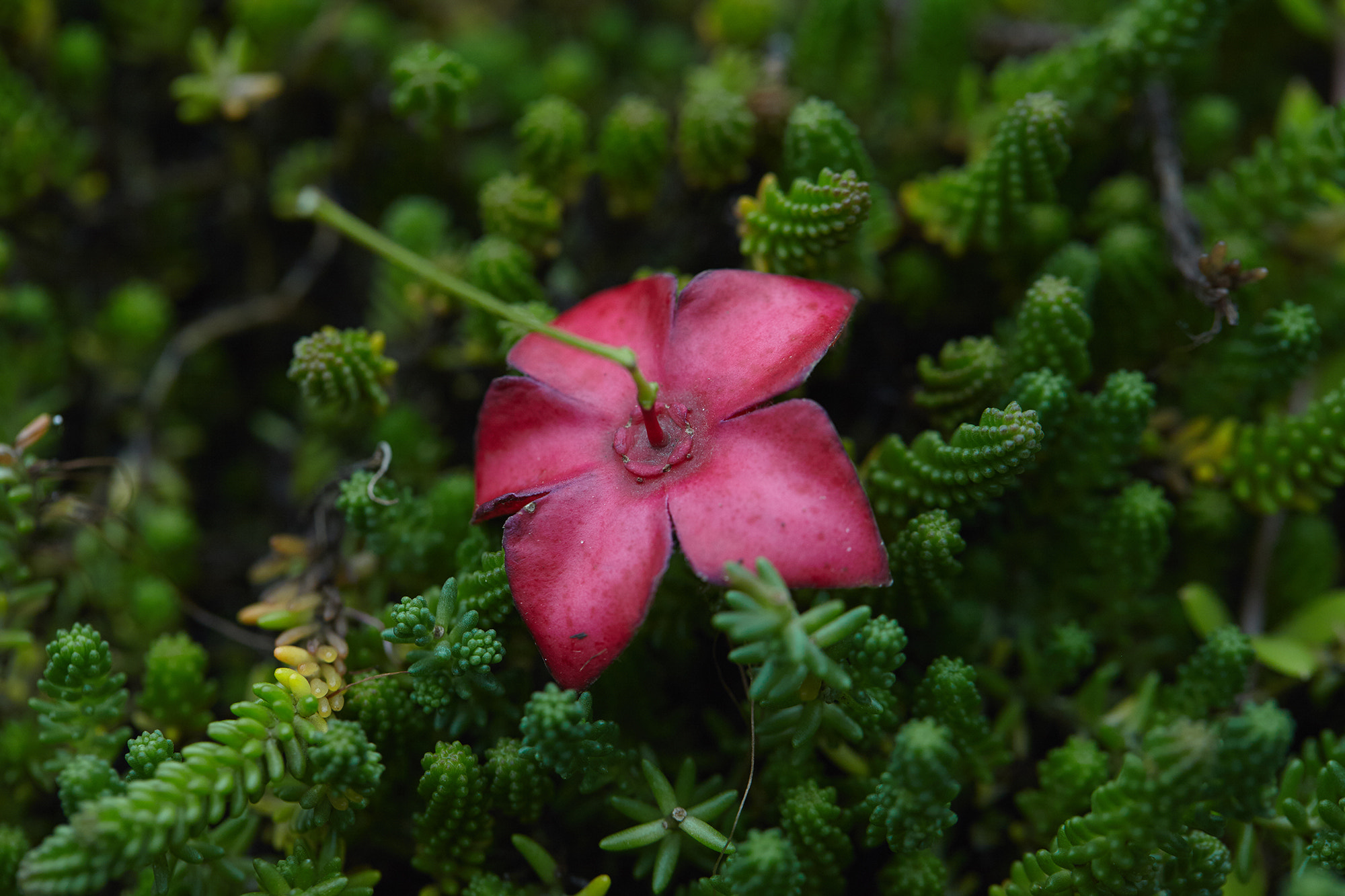 Canon EF 100mm F2.8L Macro IS USM sample photo. Img photography
