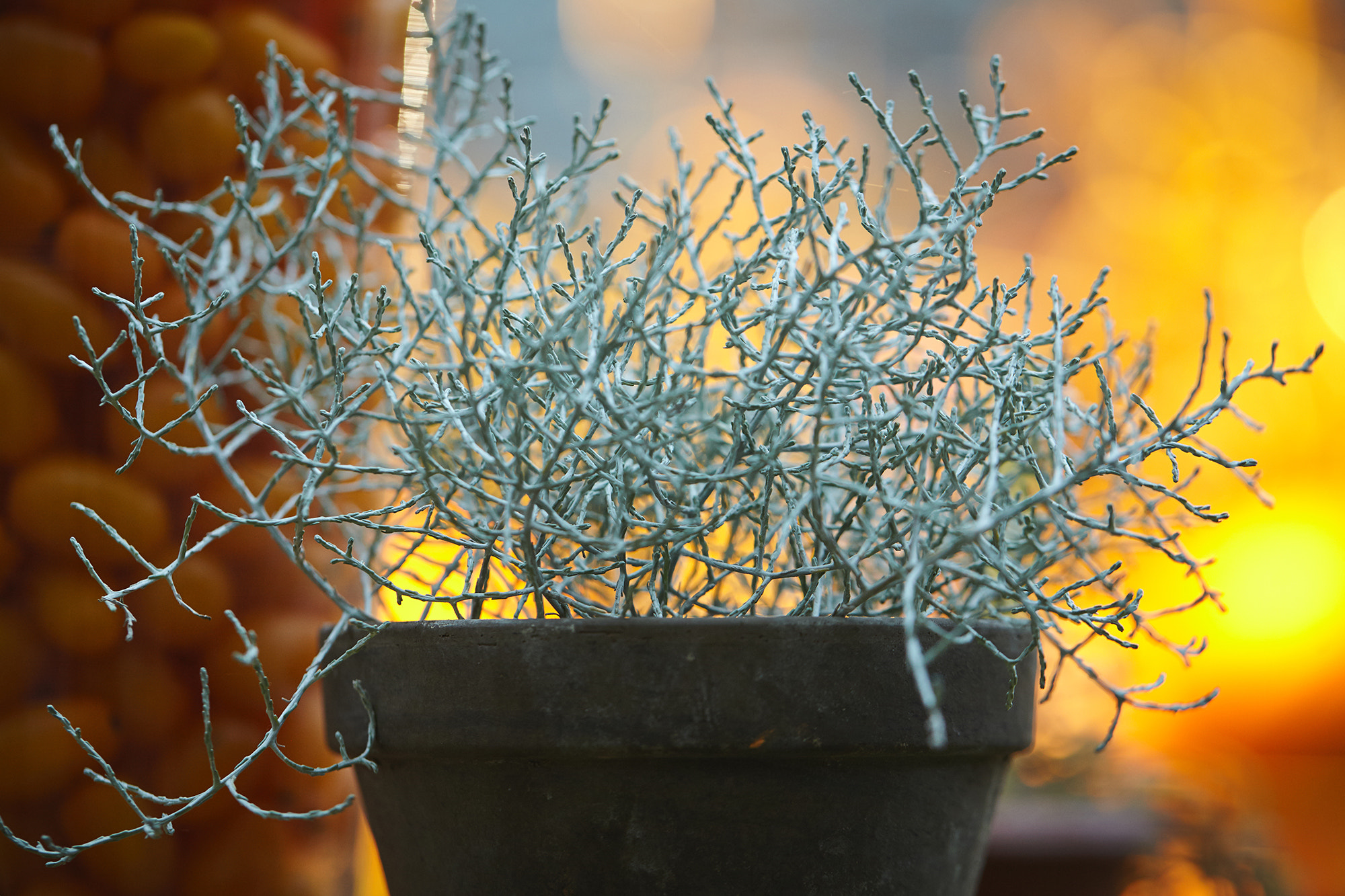 Canon EF 100mm F2.8L Macro IS USM sample photo. Img photography