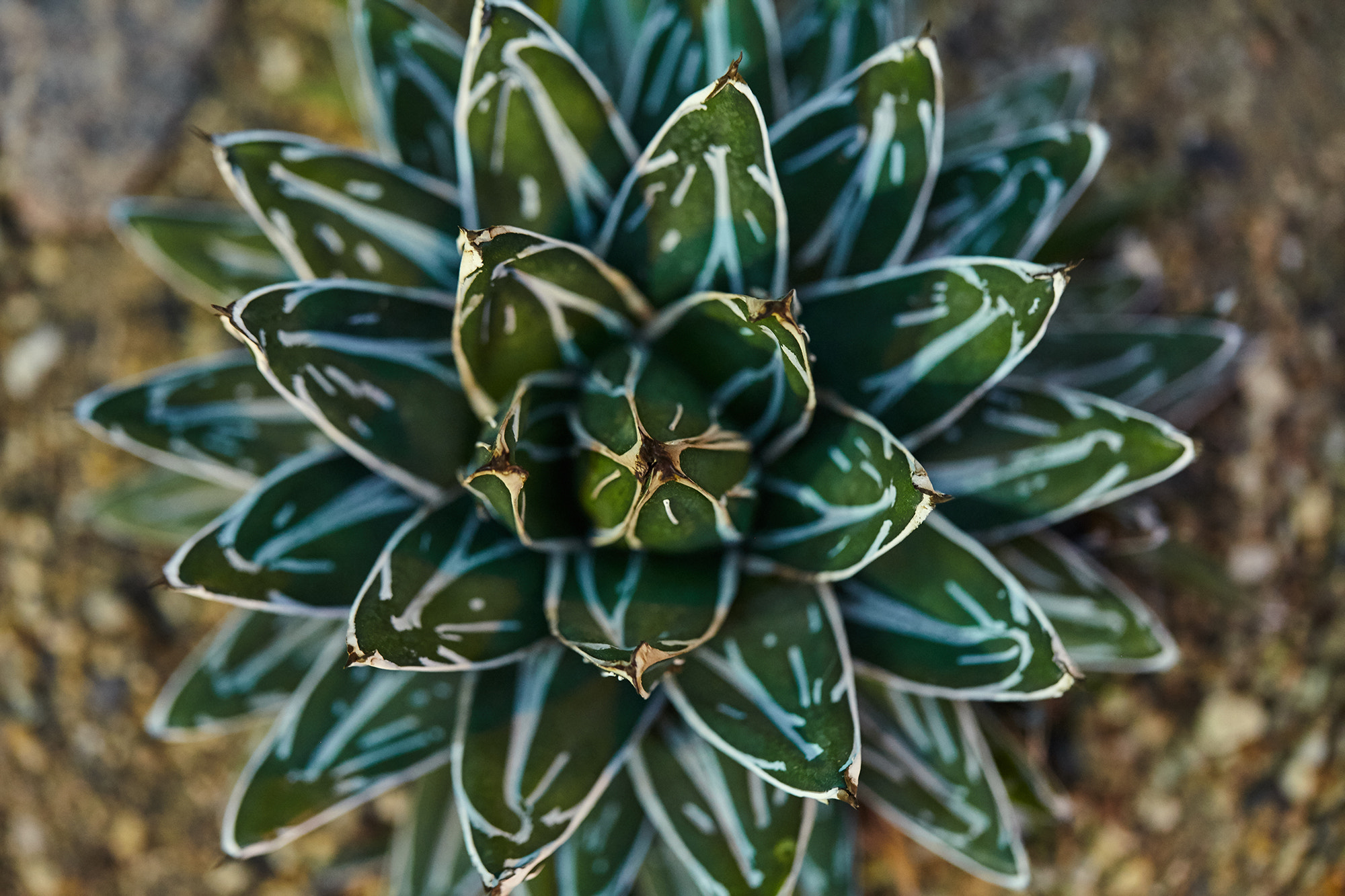 Canon EF 100mm F2.8L Macro IS USM sample photo. Img photography