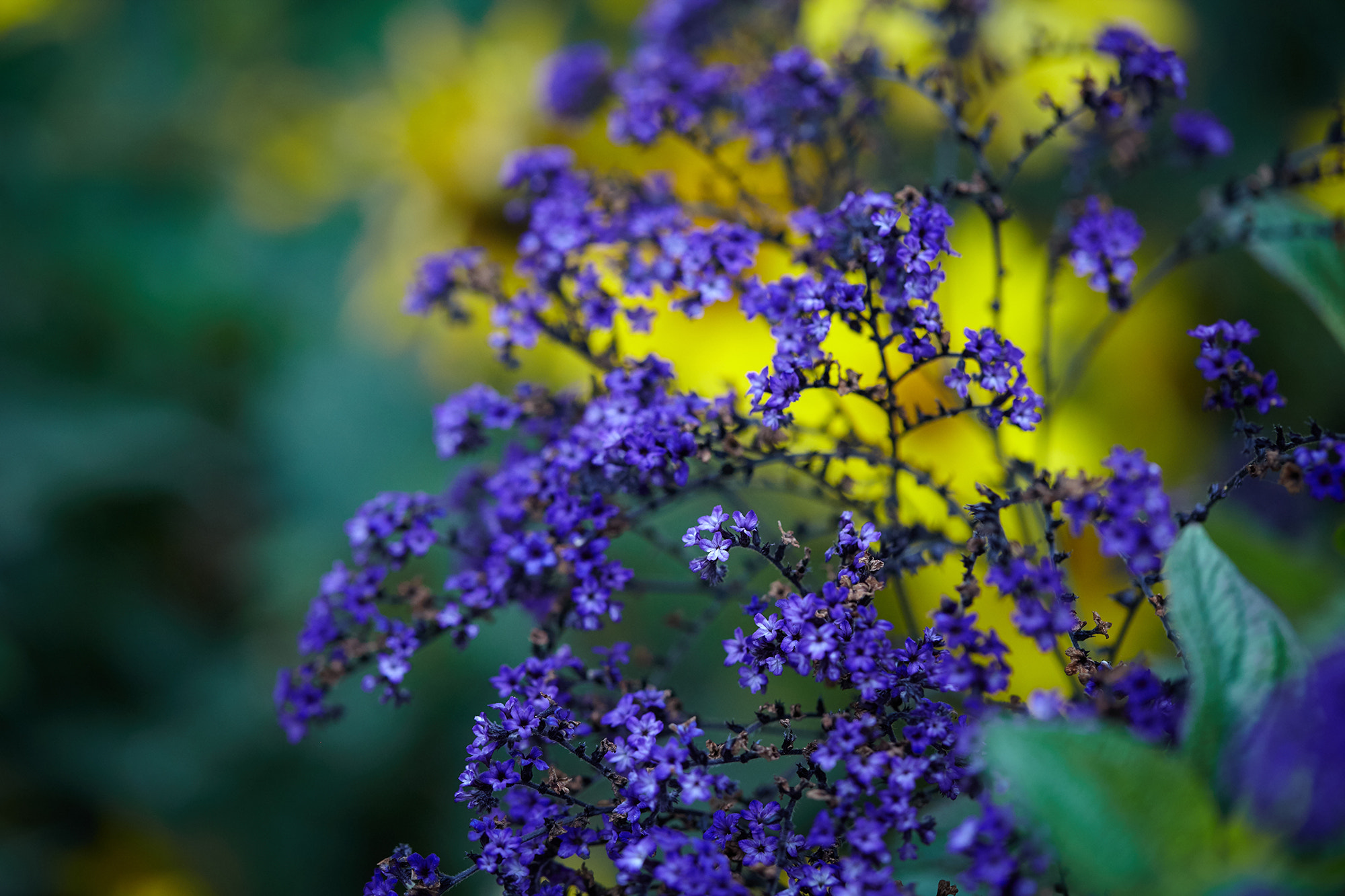 Canon EF 100mm F2.8L Macro IS USM sample photo. Img photography