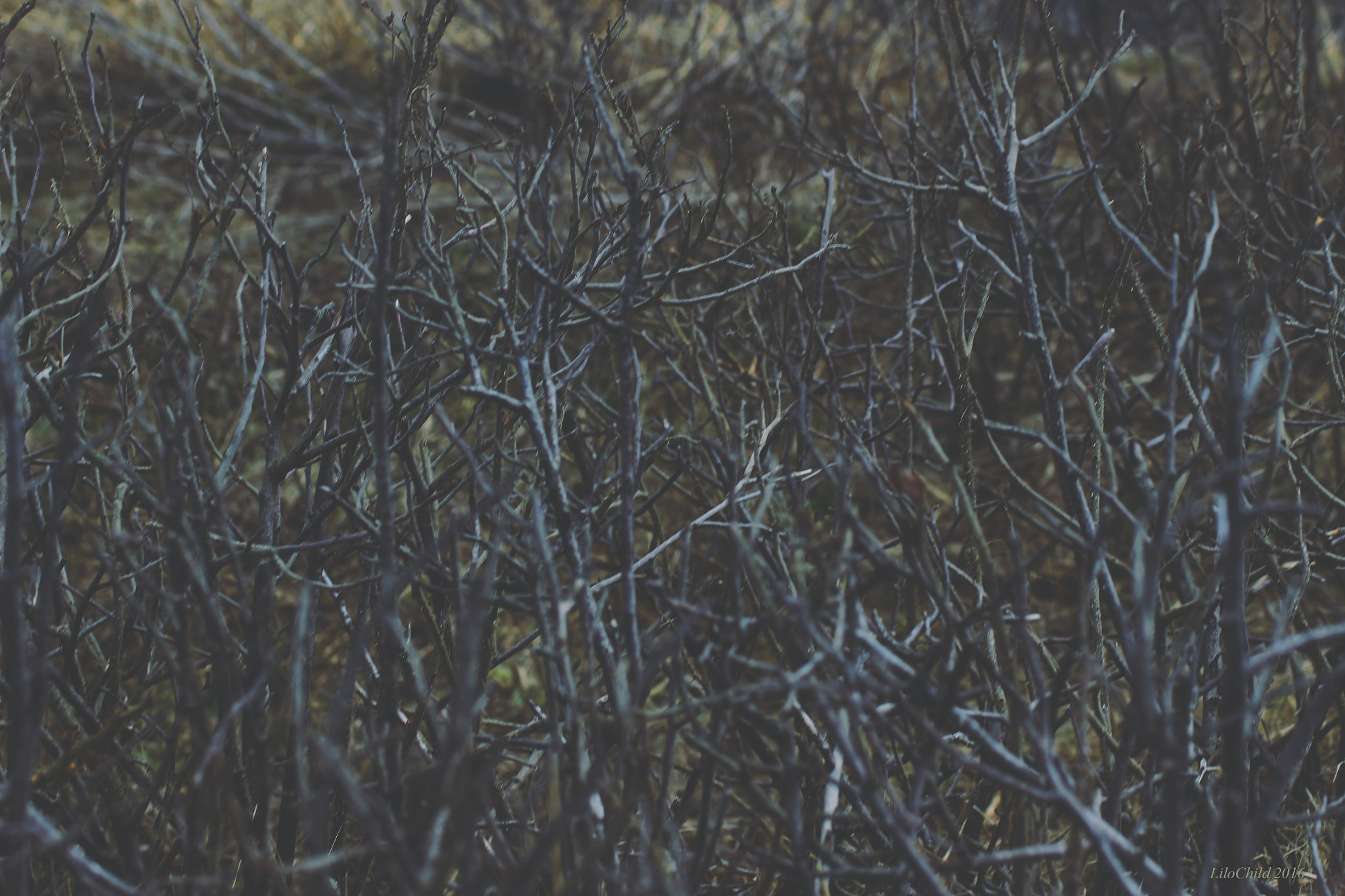 Tamron SP 35mm F1.8 Di VC USD sample photo. Forest photography