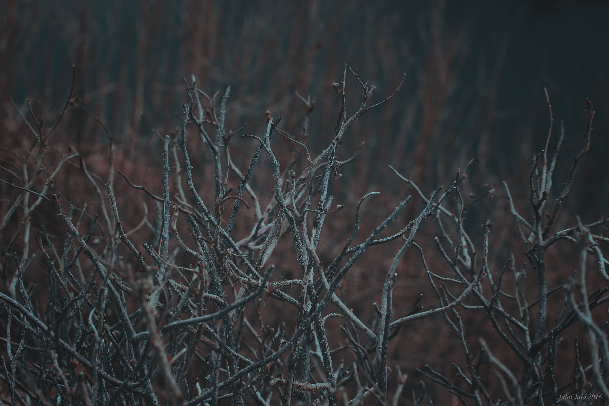 Tamron SP 35mm F1.8 Di VC USD sample photo. Forest photography
