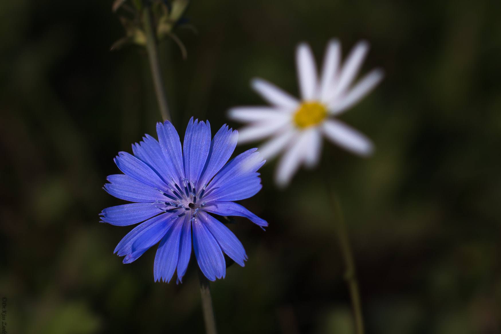 Canon EF 100mm F2.8L Macro IS USM sample photo. Contrasting flowers photography