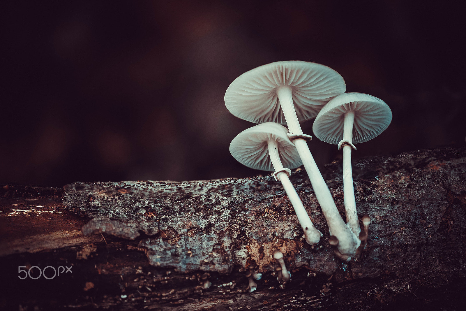 Canon EOS 6D + Canon EF 100mm F2.8L Macro IS USM sample photo. Mushrooms photography