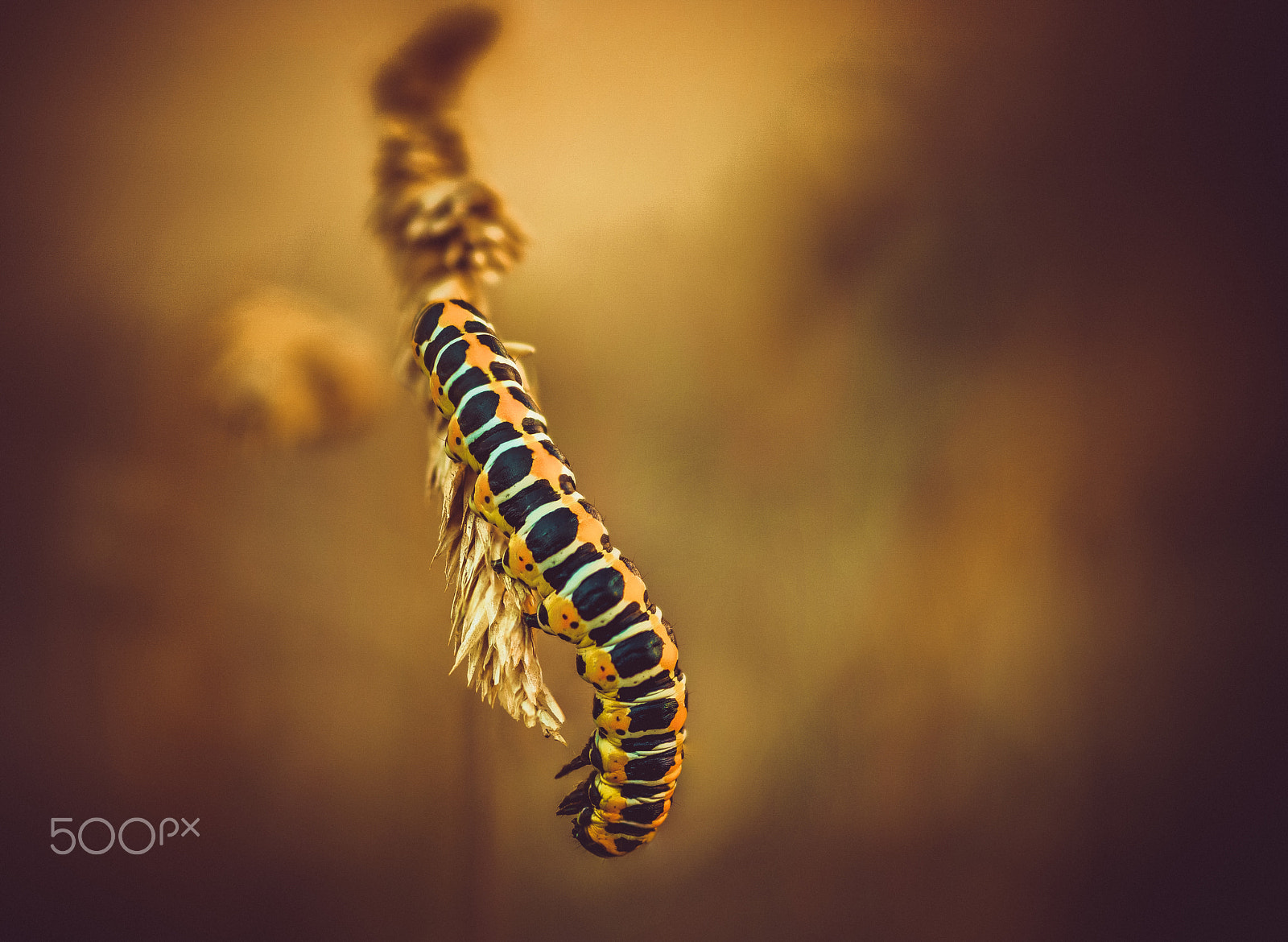 Samsung NX1 + NX 60mm F2.8 Macro sample photo. Machaon caterpillar photography