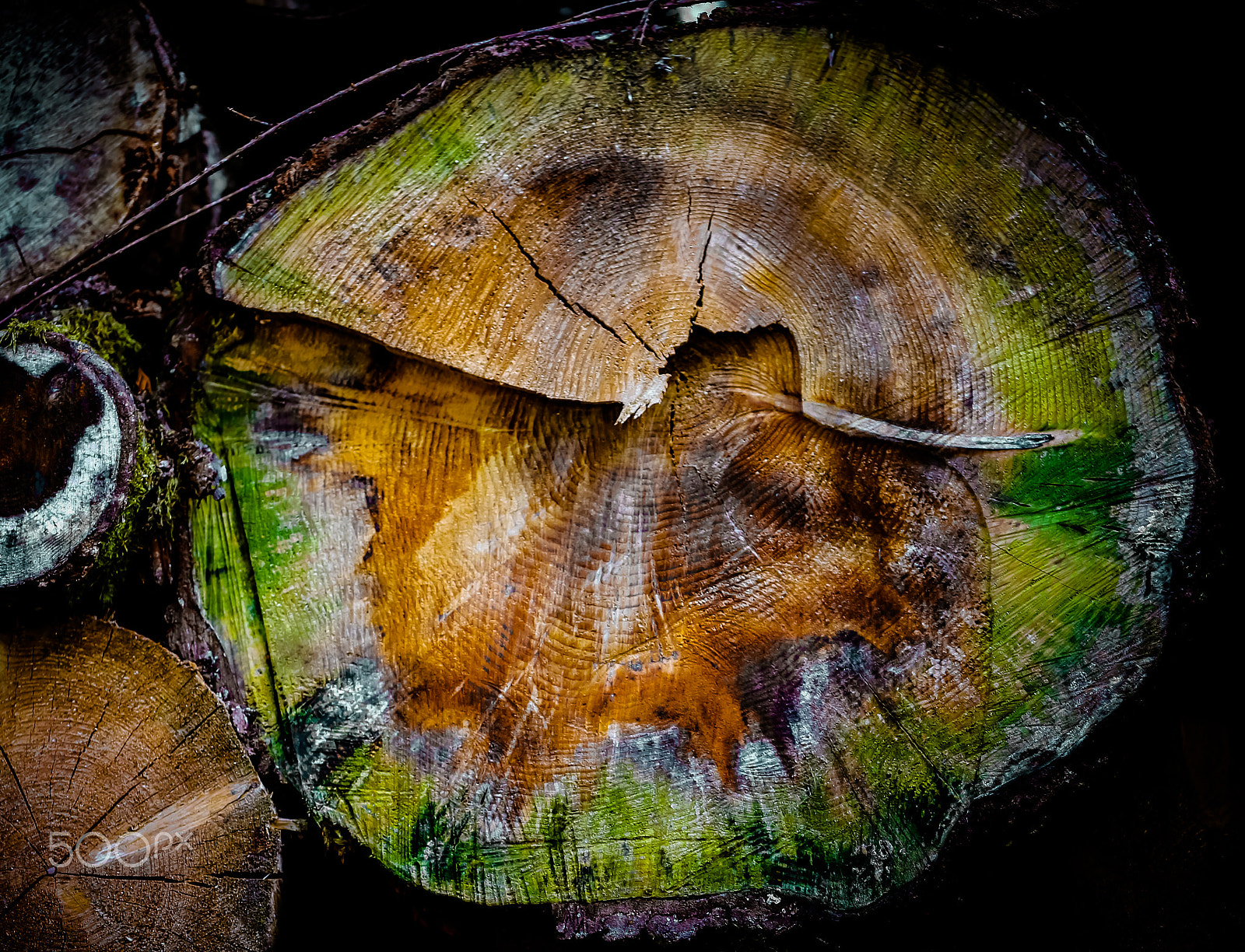 Canon EOS 6D + Canon EF 100mm F2.8L Macro IS USM sample photo. Wood photography