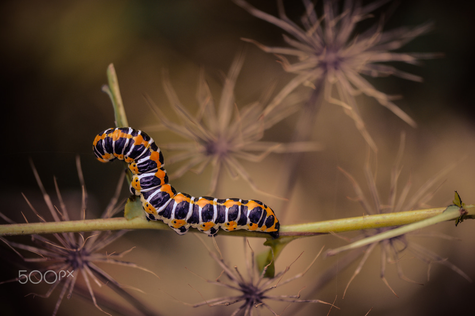 NX 60mm F2.8 Macro sample photo. Machaon caterpillar 2 photography