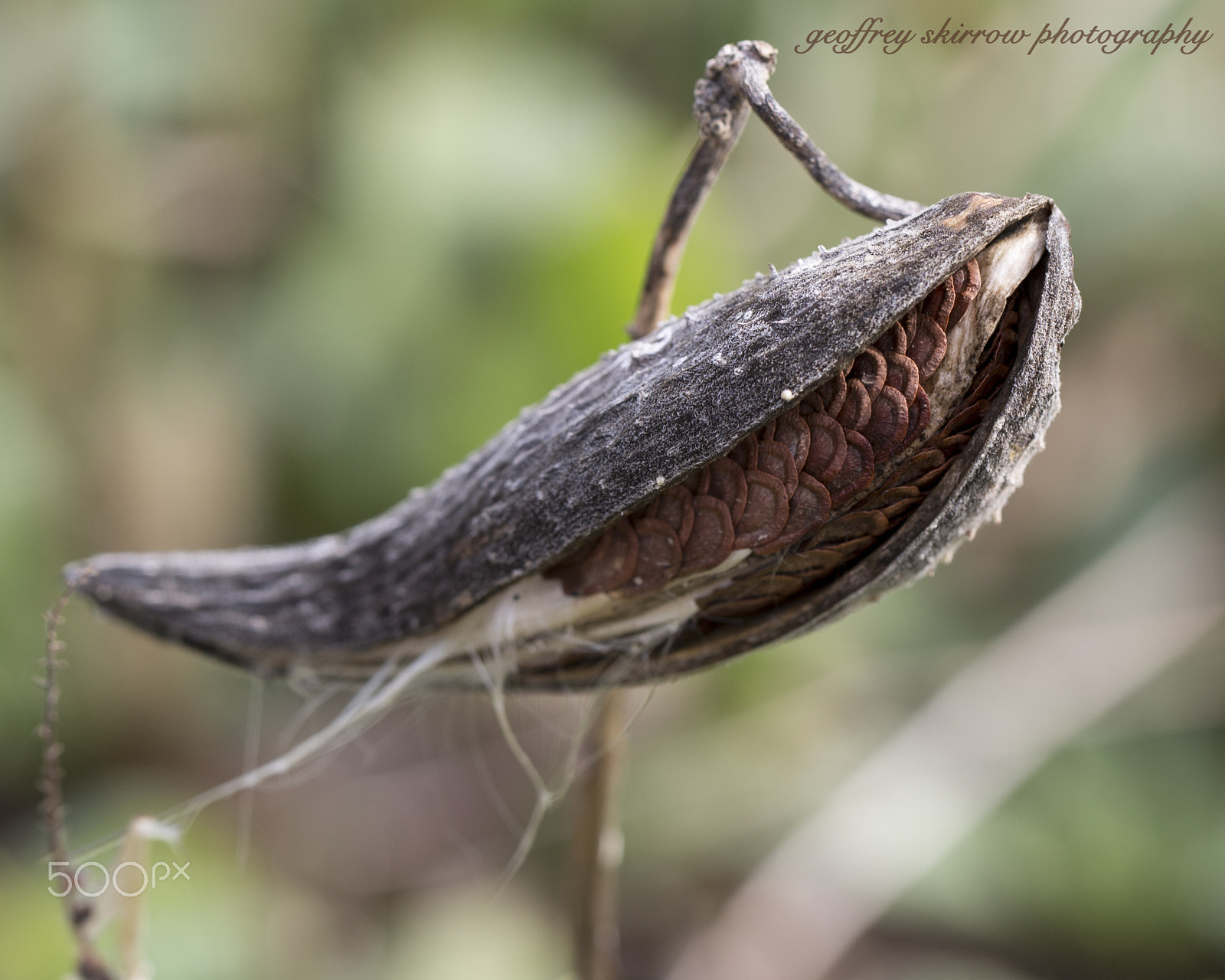 Canon EOS 6D sample photo. Milkweed photography