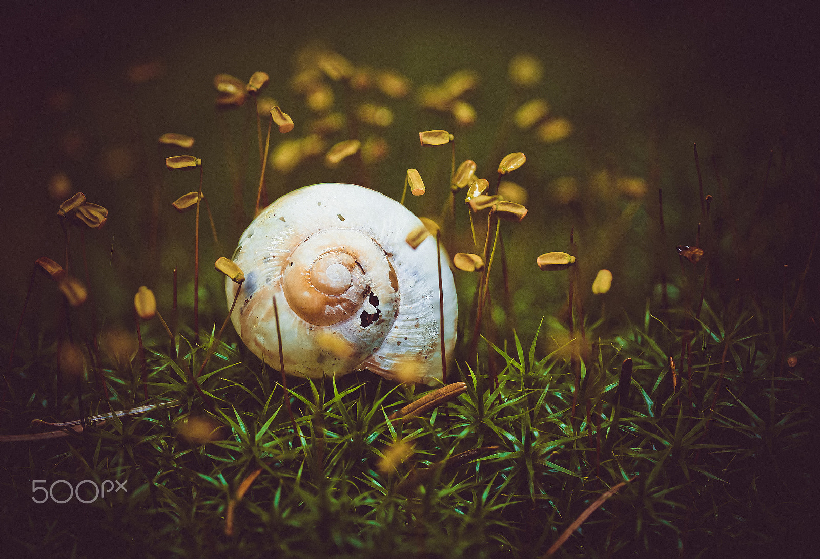 Canon EOS 6D + Canon EF 100mm F2.8L Macro IS USM sample photo. Dead snail photography