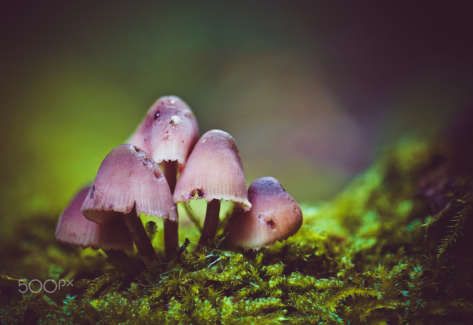 Canon EOS 6D + Canon EF 100mm F2.8L Macro IS USM sample photo. Mushrooms 2 photography