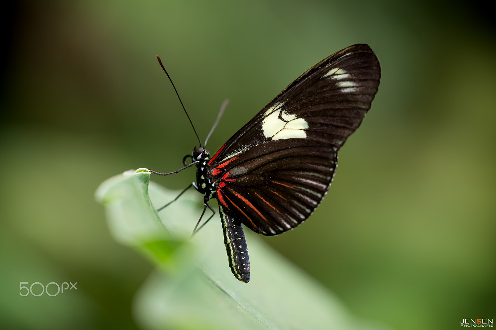 Sigma 150mm F2.8 EX DG OS Macro HSM sample photo. Natural beauty photography