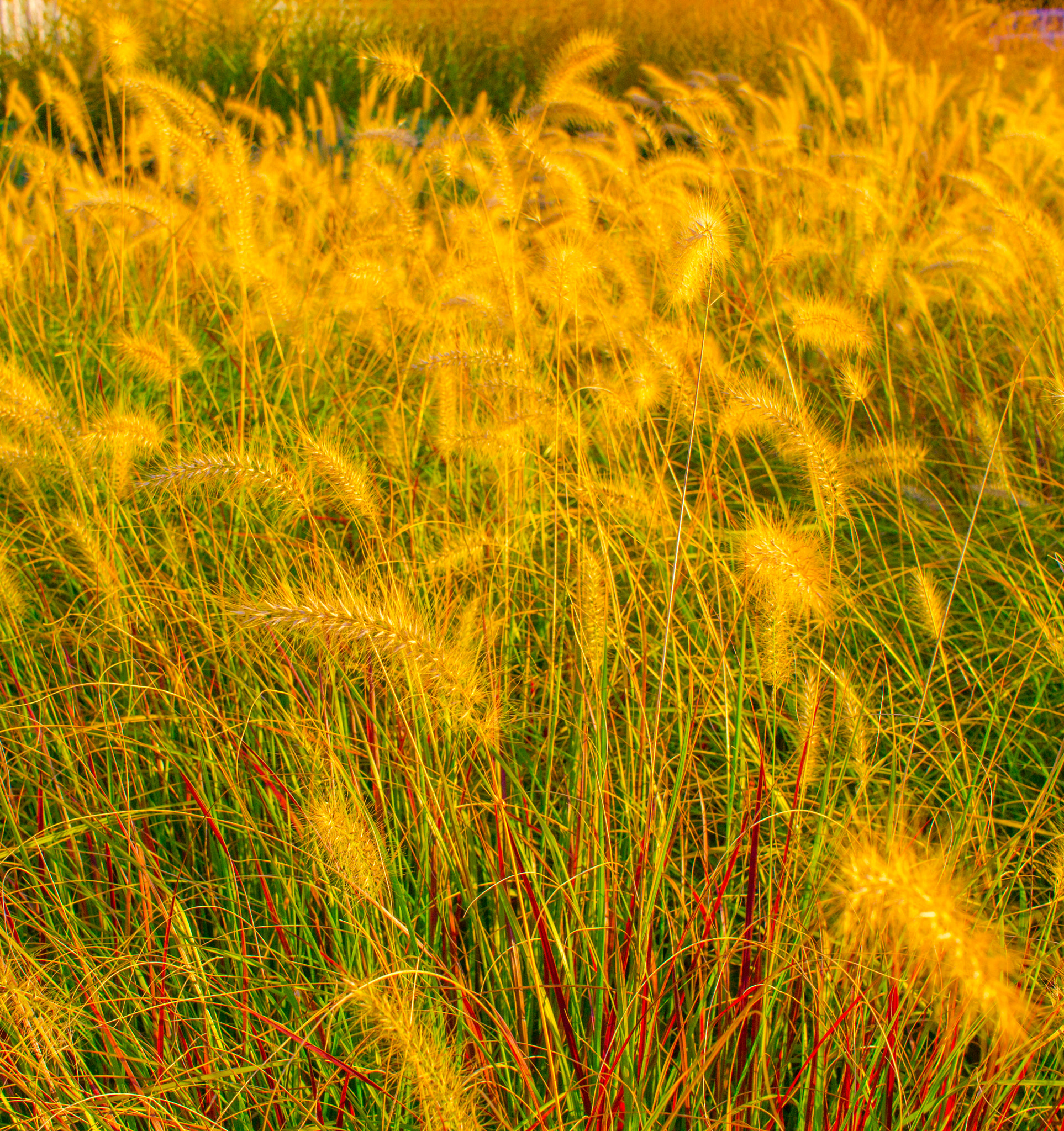 Canon EF-S 24mm F2.8 STM sample photo. Glowing grasses photography