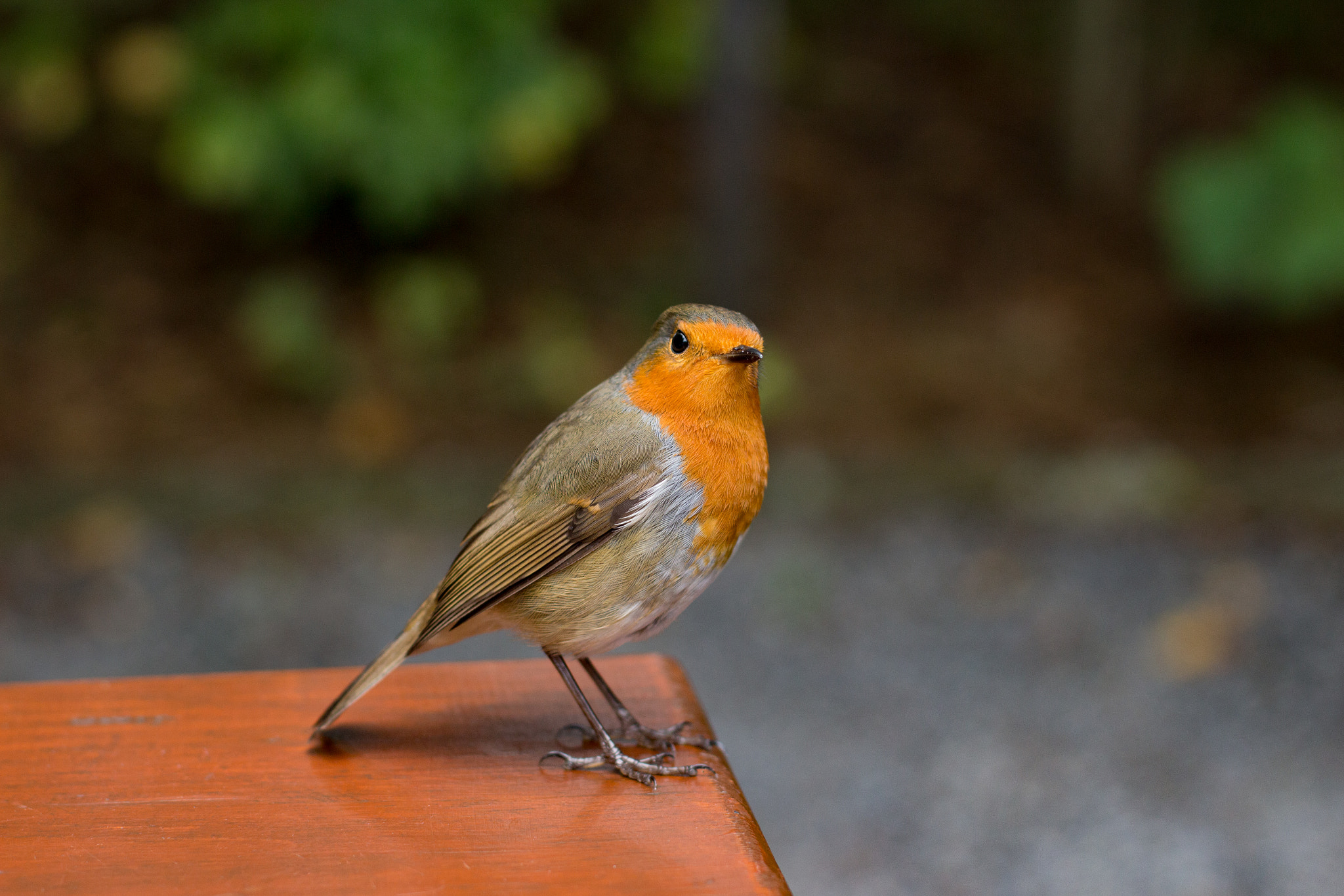 Canon EOS 100D (EOS Rebel SL1 / EOS Kiss X7) + Canon EF 50mm F1.4 USM sample photo. Let's talk a bit... photography
