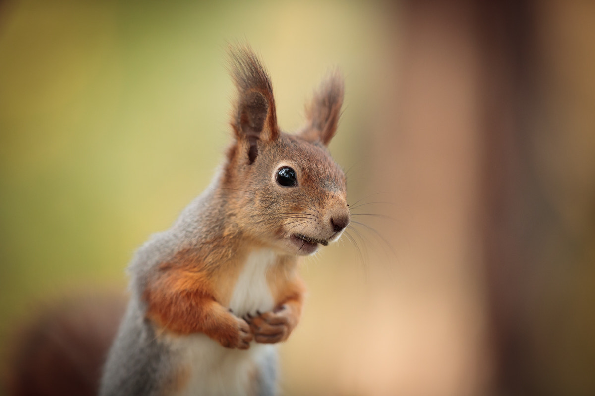 Canon EF 300mm F2.8L IS II USM sample photo. Squirrel photography