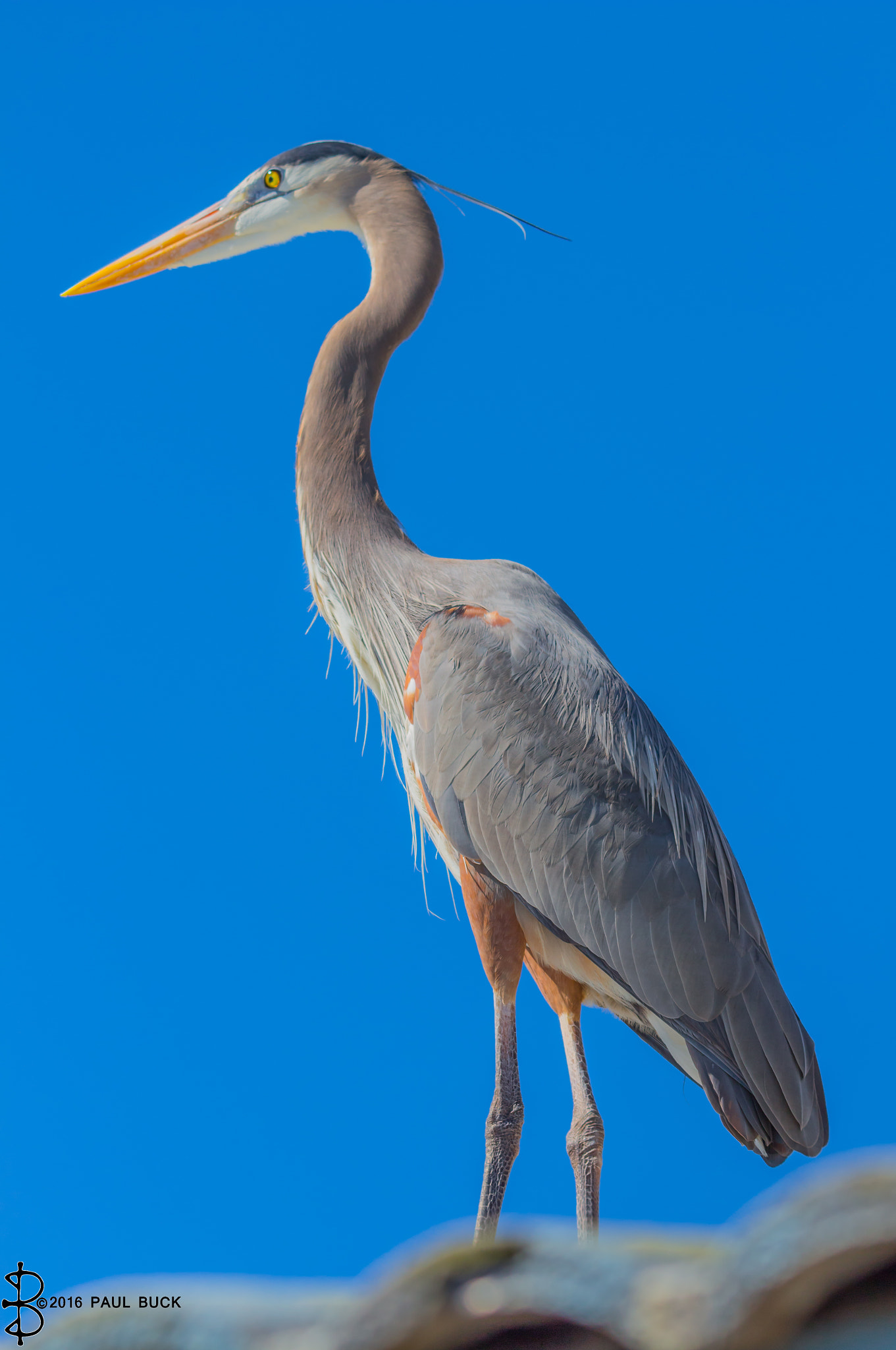Tamron SP 150-600mm F5-6.3 Di VC USD sample photo. Great blue heron photography